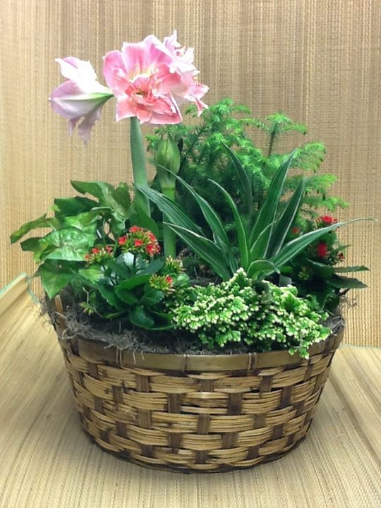 European Garden - Lush Green plants with blooming plants in a circular basket.