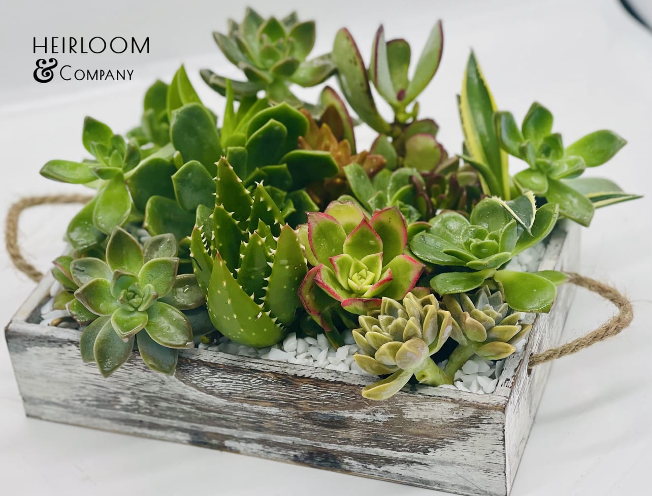 Succulent RX - The ultimate mix of our favorite vibrant and colorful succulents, presented to you in a square wooden container with thick twine handles. Perfect as an arrangement now and an addition to Any garden, the centerpiece is topped with small elegant white glass pebbles that shine and brighten up any room!