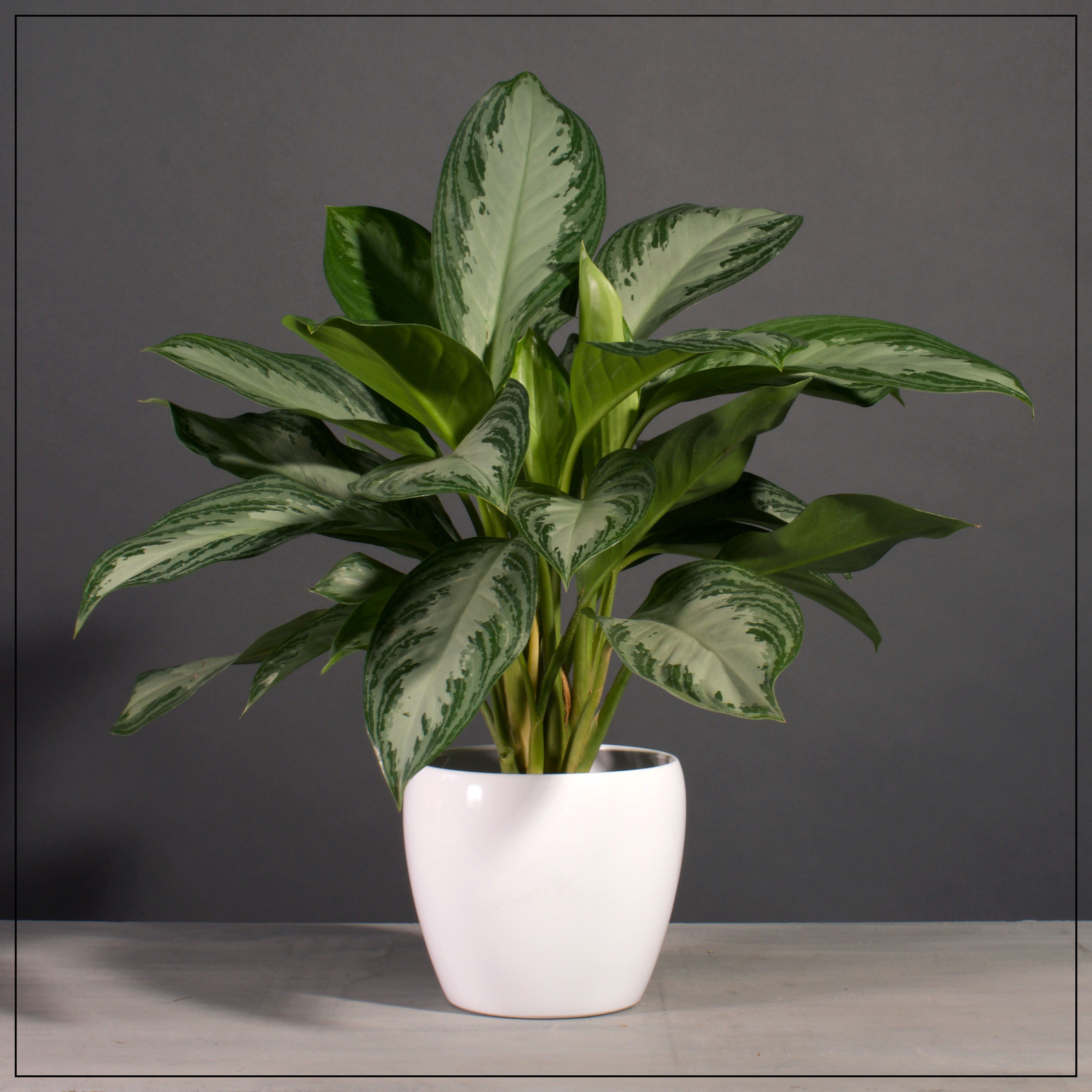 Chinese Evergreen in White Ceramic Pot in Kansas City, MO Fiddly Fig