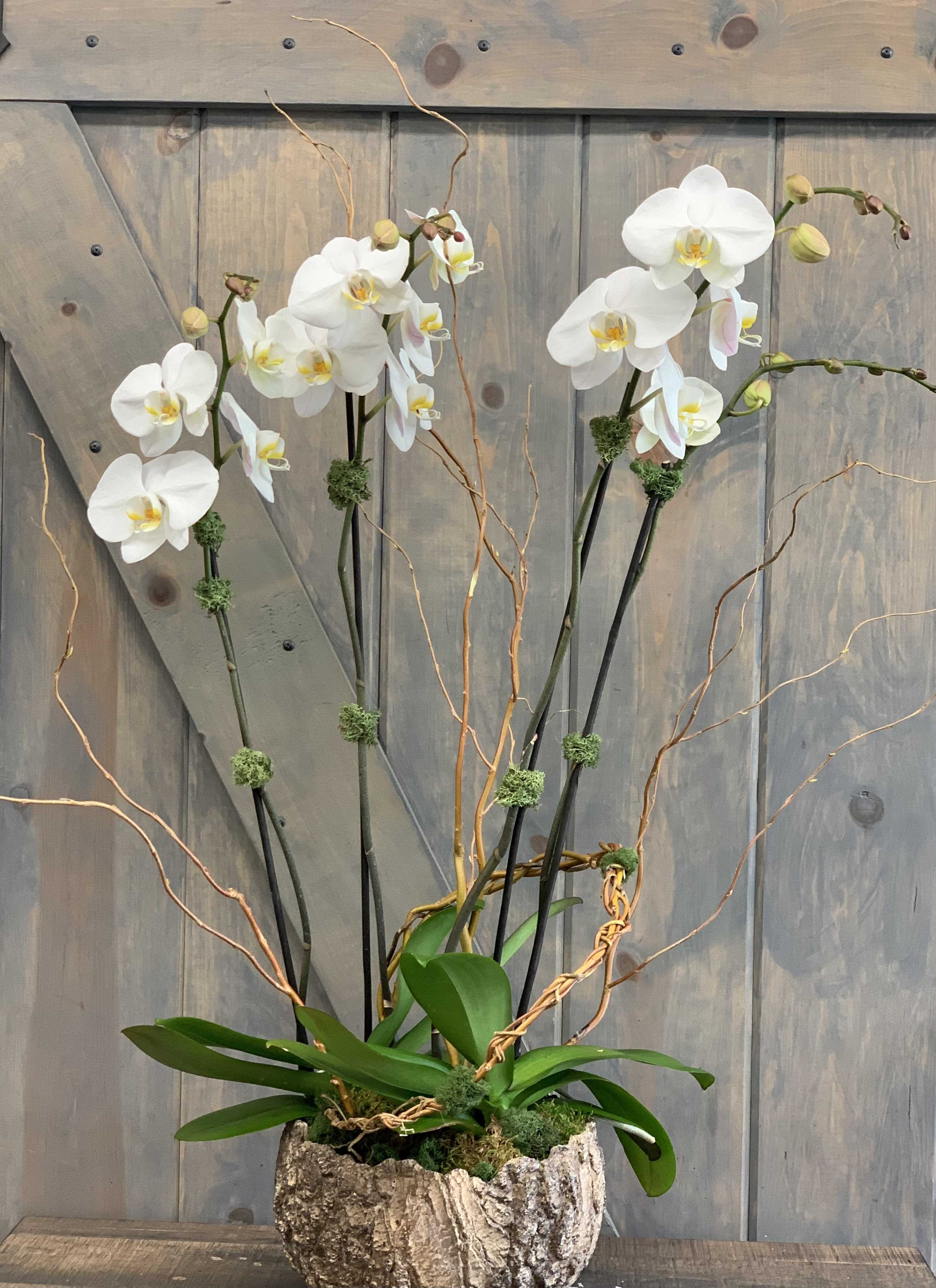 Woodland Orchid in Rolling Hills Estates, CA | Palos Verdes Florist