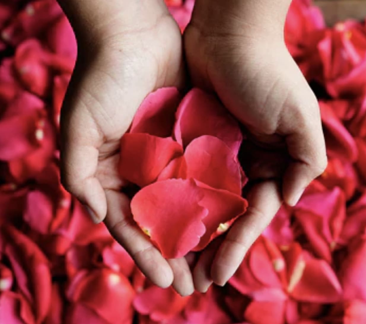 Rose Petals - Rose Petals For more information, please contact us. 