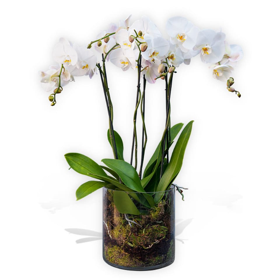 Modern Elegance Orchid Modern Elegance Orchid - An excellent gift for just about any occasion. This magnificent planted arrangement includes 3 extra large white orchids a handmade glass vase with luscious moss. A favourite of many of our customers, it is a gift that will always impress.