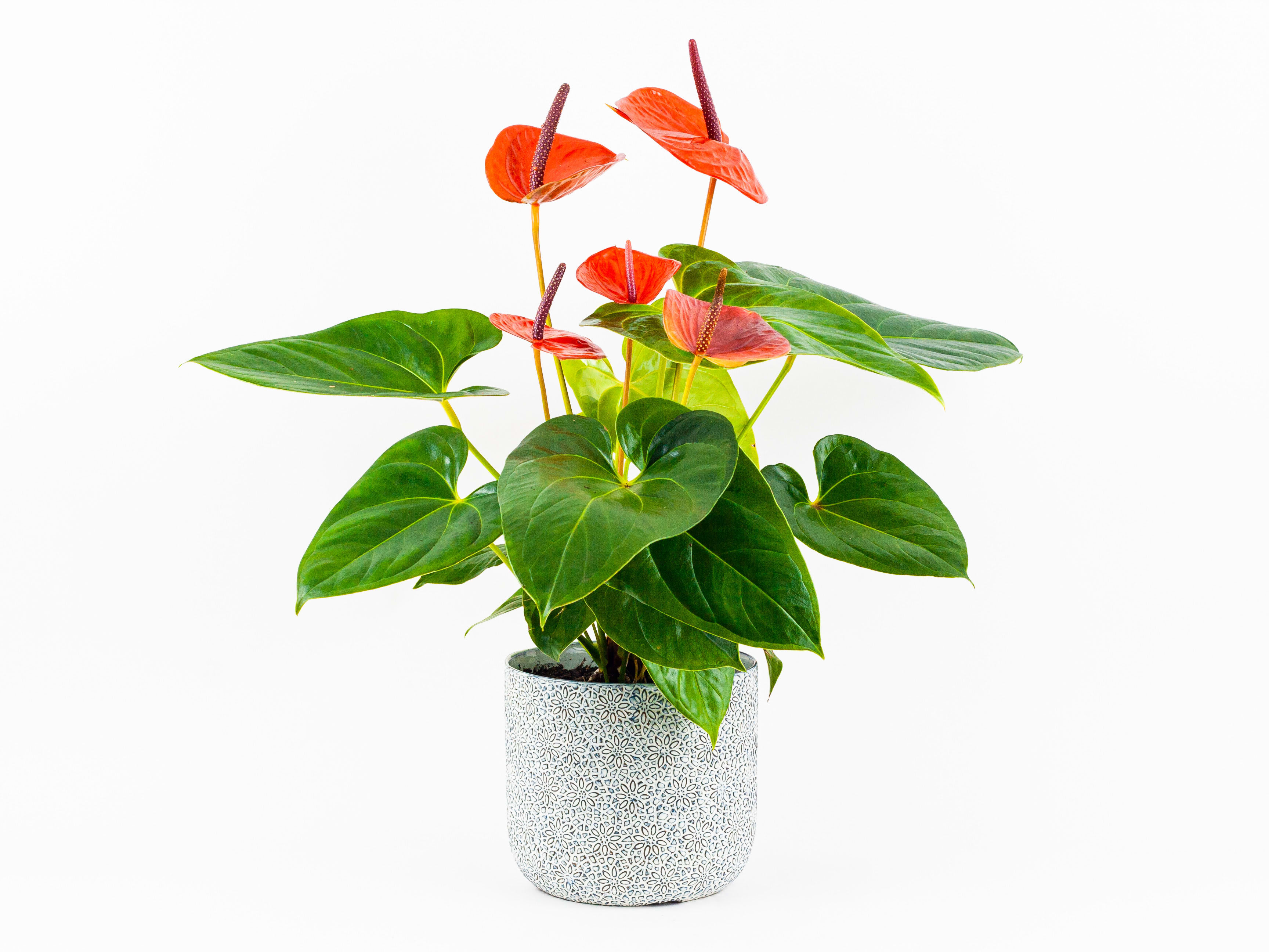 Red Anthurium Plant in San Francisco, CA Sol Ambiance