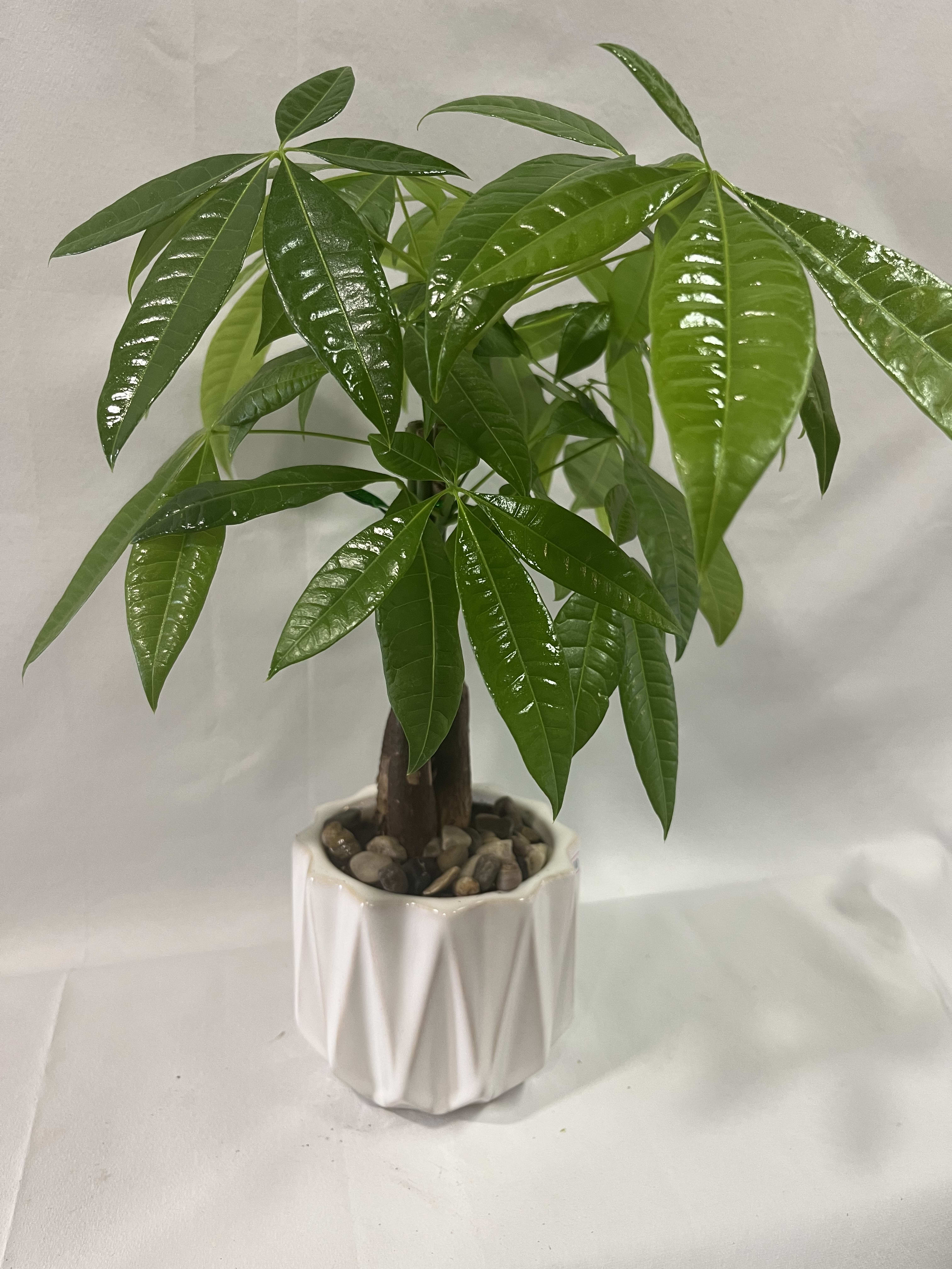 Money Tree by Unique K Floral Studio  - Send good fortune with the Money Tree.  A hardy plant that can live in low light will make even the most amateur gardeners feel good. APPROXIMATE DIMENSIONS: 6'' W x 19&quot; H  