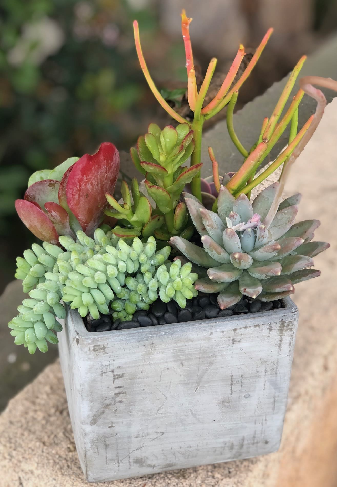 Succulents in Concrete Cube - A colorful assortment of succulents of varying shapes and sizes. Presented in a concrete cube container. Finished off with either white or black pebbles to showcase the beauty of the plants.