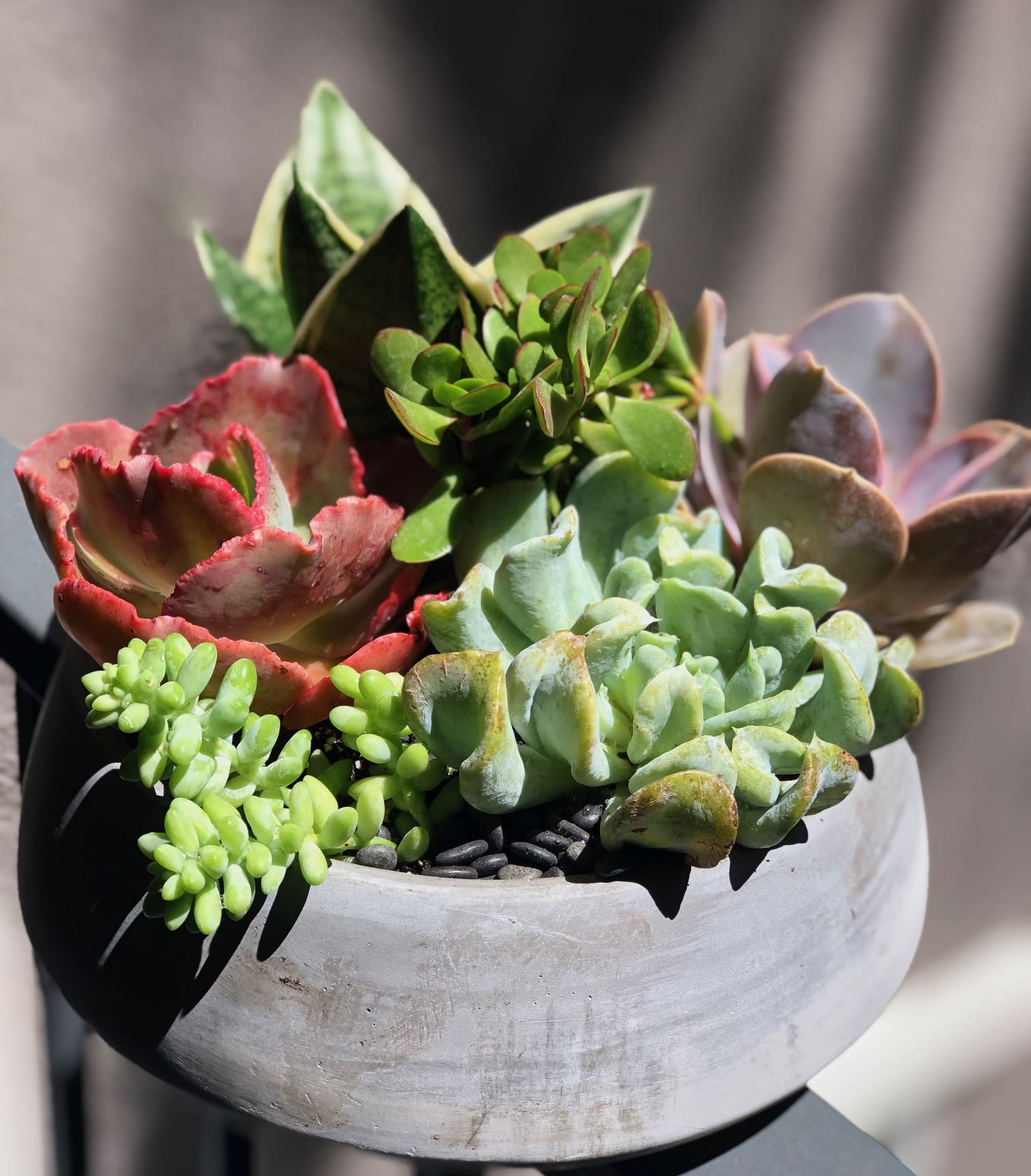 Succulents in Concrete Bowl - A colorful assortment of succulents of varying shapes and sizes. Presented in a concrete bowl. Finished off with either white or black pebbles to showcase the beauty of the plants.