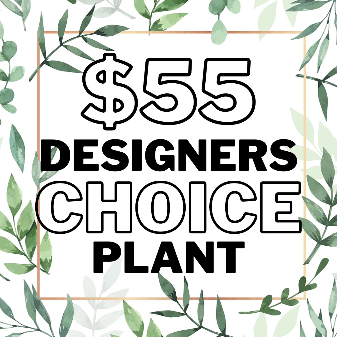 Designer's Choice Plant - $55 - Plants bring vibrancy and life into the home making them the perfect gift for both celebration or sympathy.   Allow our designers to put together a beautiful plant for your loved one to enjoy, or honor those who have passed. All our plants come dressed, which typically includes, basket, bow, decorative sticks, &amp; a butterfly.   If you have a special request for a bow color let us know in the &quot;Special Instructions&quot; Section and we will do our best to meet that.  These plants are typically in a 6&quot; pot size. Common Plants Include: Peace Lily, Schefflera, Rubber Tree, Dracaena etc 
