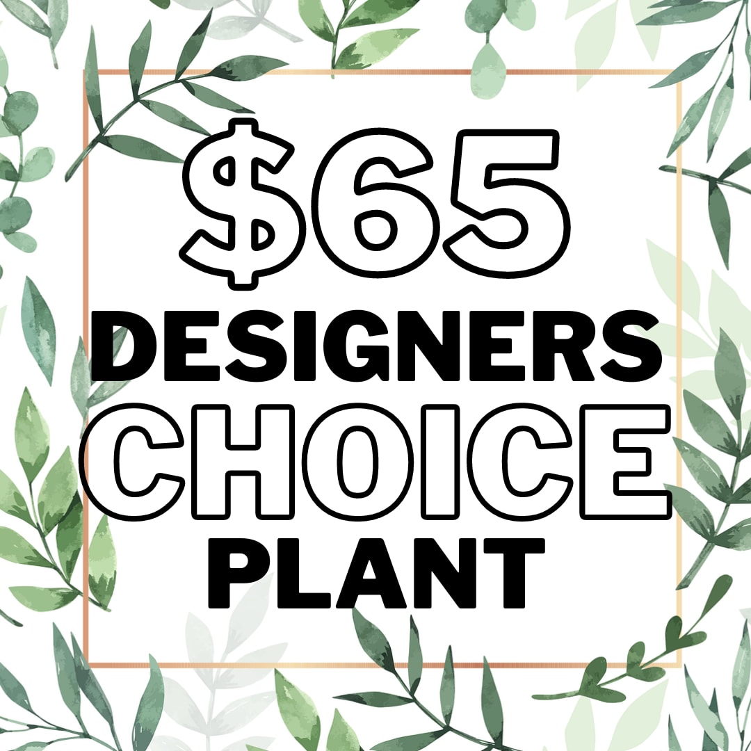 Designer's Choice Plant - $65 - Plants bring vibrancy and life into the home making them the perfect gift for both celebration or sympathy.  Allow our designers to put together a beautiful plant for your loved one to enjoy, or honor those who have passed. All our plants come dressed, which typically includes, basket, bow, decorative sticks, &amp; a butterfly.  If you have a special request for a bow color let us know in the &quot;Special Instructions&quot; Section and we will do our best to meet that.  Common Plants In This Category Include: Peace Lily, Mass Cane Combo, Pothos Pole, Kalancho, Calathea, etc