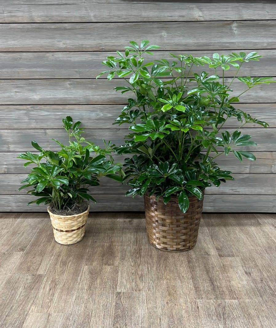 Arboricola Plant (6'', 10'') - Arboricola plant in a wicker basket.  Standard:  6'' pot (pictured on the left) Deluxe:     8'' pot  (not pictured) Premium: 10'' pot (pictured on the right) 