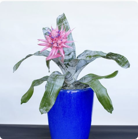 Supreme size potted plant - Perfect statement piece for any interior.  Seasonal decorative or blooming plant designed in a white, black or designer's choice container.  Excellent for a larger space needing tabletop accents.  All potted plants are designed to an approximate size and use seasonal, decorative or blooming plants of varying content.  Please contact us directly for any custom orders or requests info@helemelebotanicals.com or 808.226.7667.  We are committed to malama 'aina and strive to use locally sourced material, reduce packaging and reuse and recycle where possible. We will pick up any of our product (vessels, plants and floral supply material) when delivering a subsequent order. At that time, a $5 credit toward future purchase will be issued for each ceramic, metal or wood vessel returned.