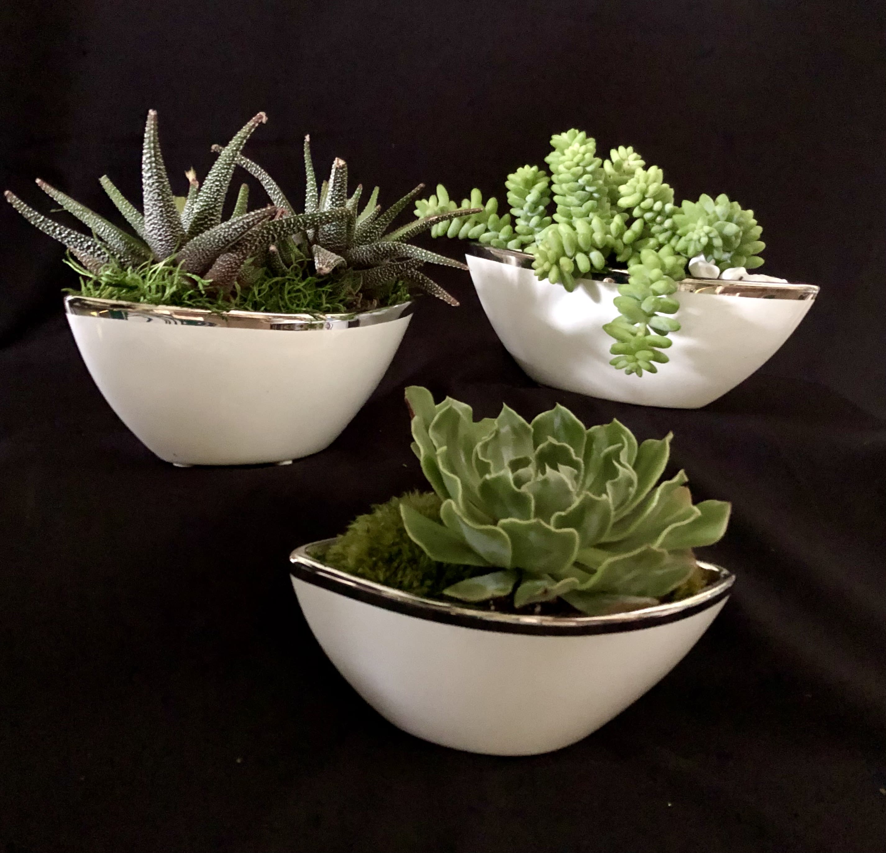 Succulant Combo #EP22 - Combination of 3 Petite and delicate porcelain planter each with one or 2 different 4&quot; succulent in . a very cute gift for any occasion    