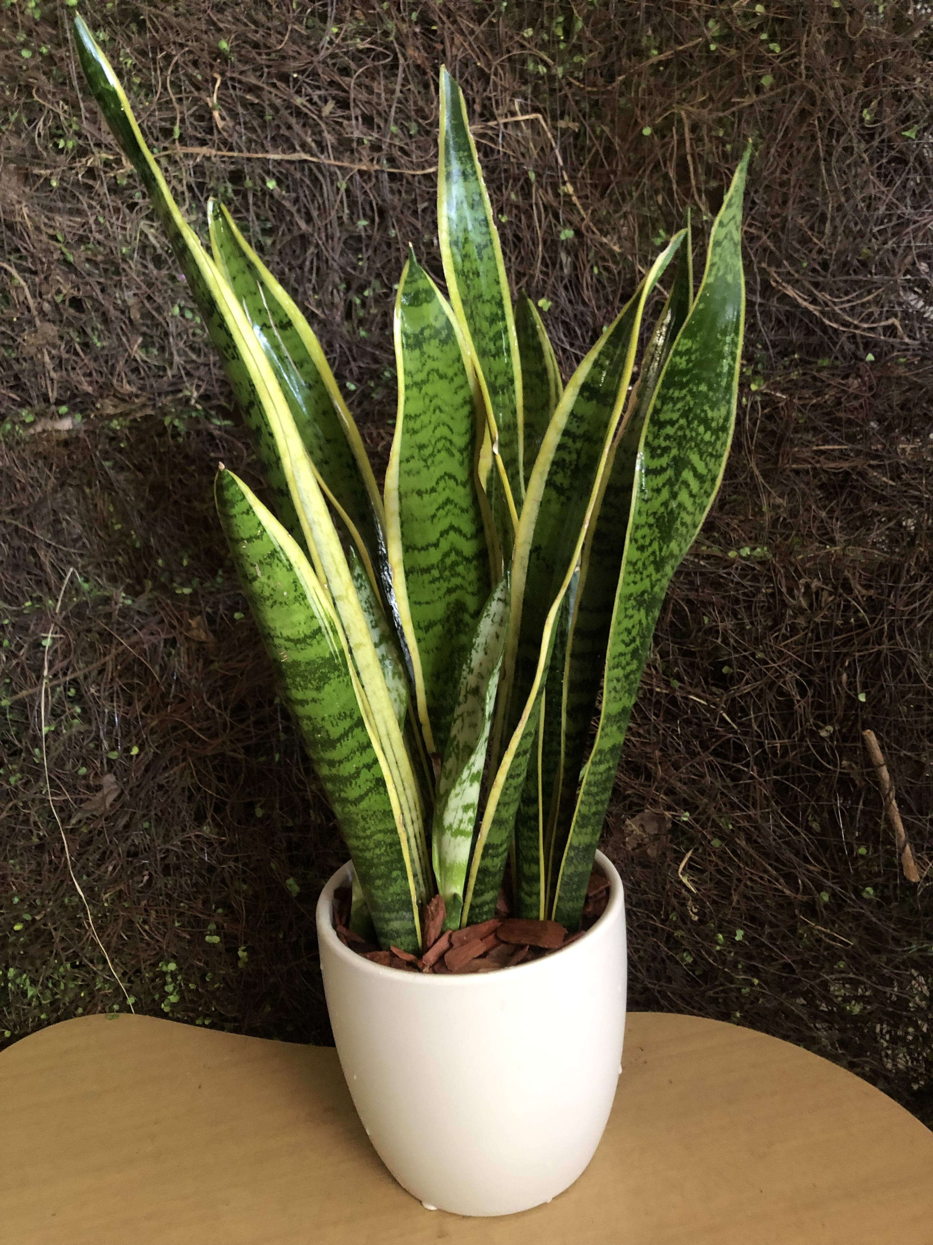 Sinseveria #SD9 - Sinceveria Plant is an Air purifying plant in a 6&quot; ceramic, good for every where at home or office   helps cleaning the air