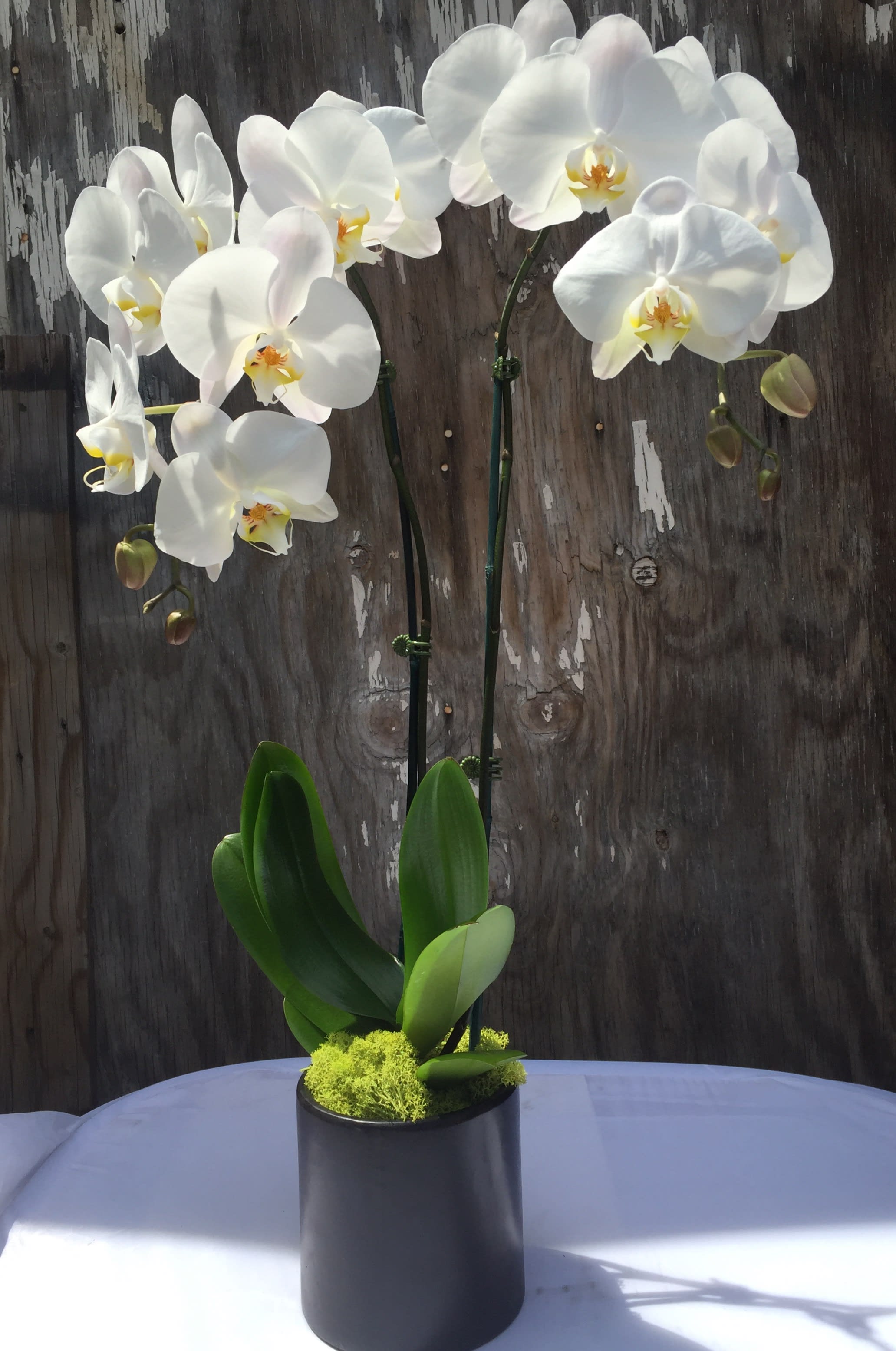 Double Beauty - 2 spike premium orchid in a black circled vase and bright green mose.