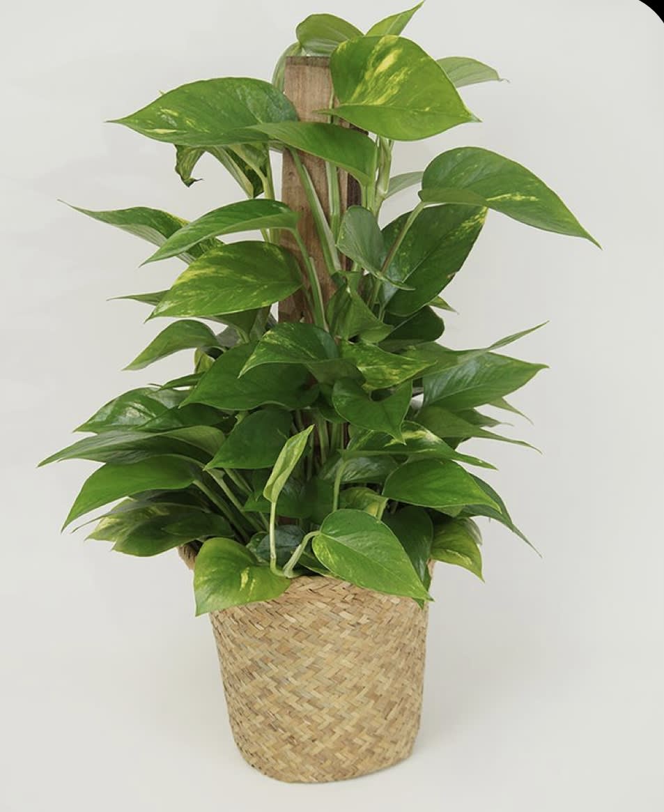 Pothos Green Plant by GilMan Florist Inc.