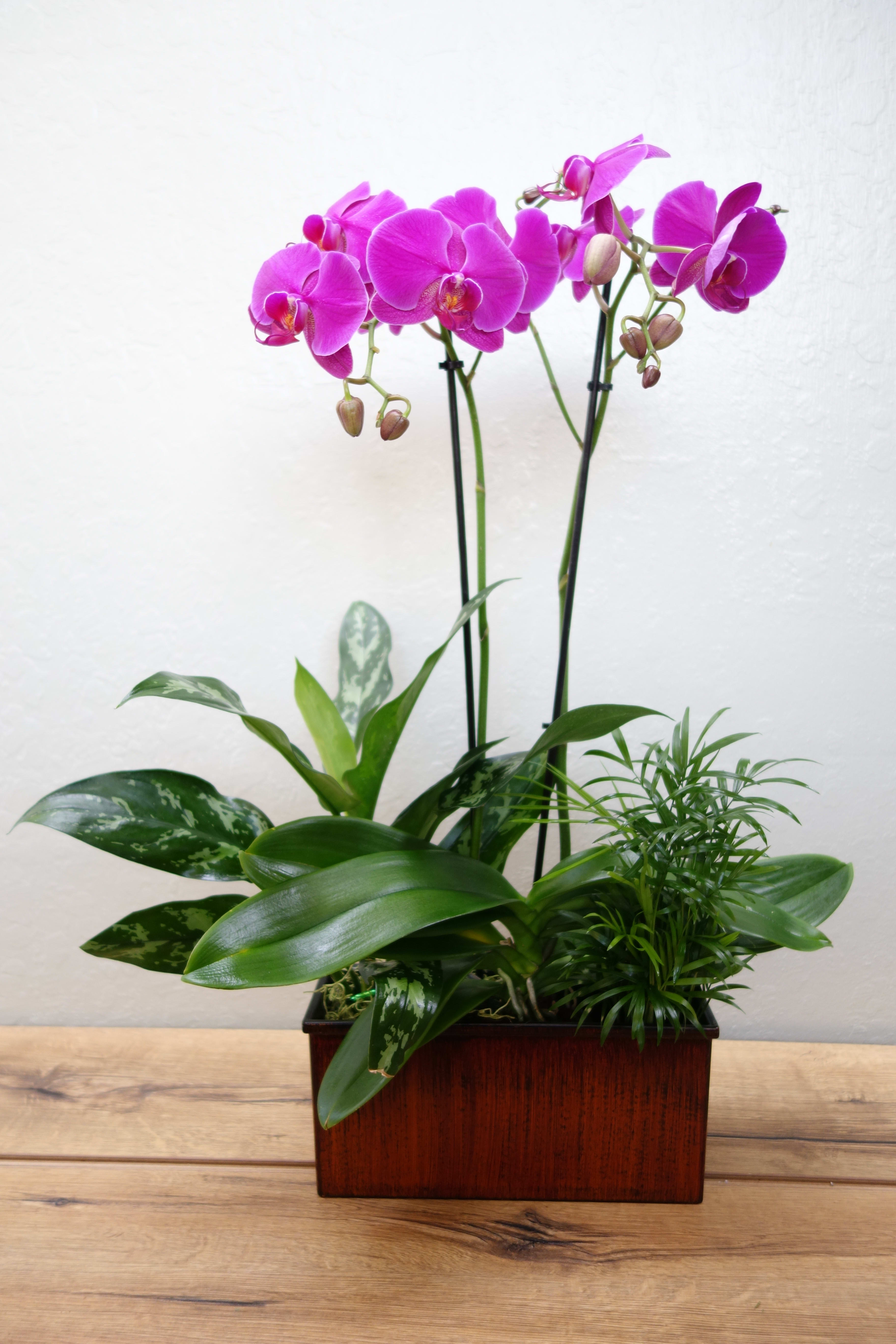 Joyful Purple Phalaenopsis Orchid - A double spike purple phalaenopsis orchid with lush green plants in a wooden rectangular planter. Color tone may vary depending on store availability.