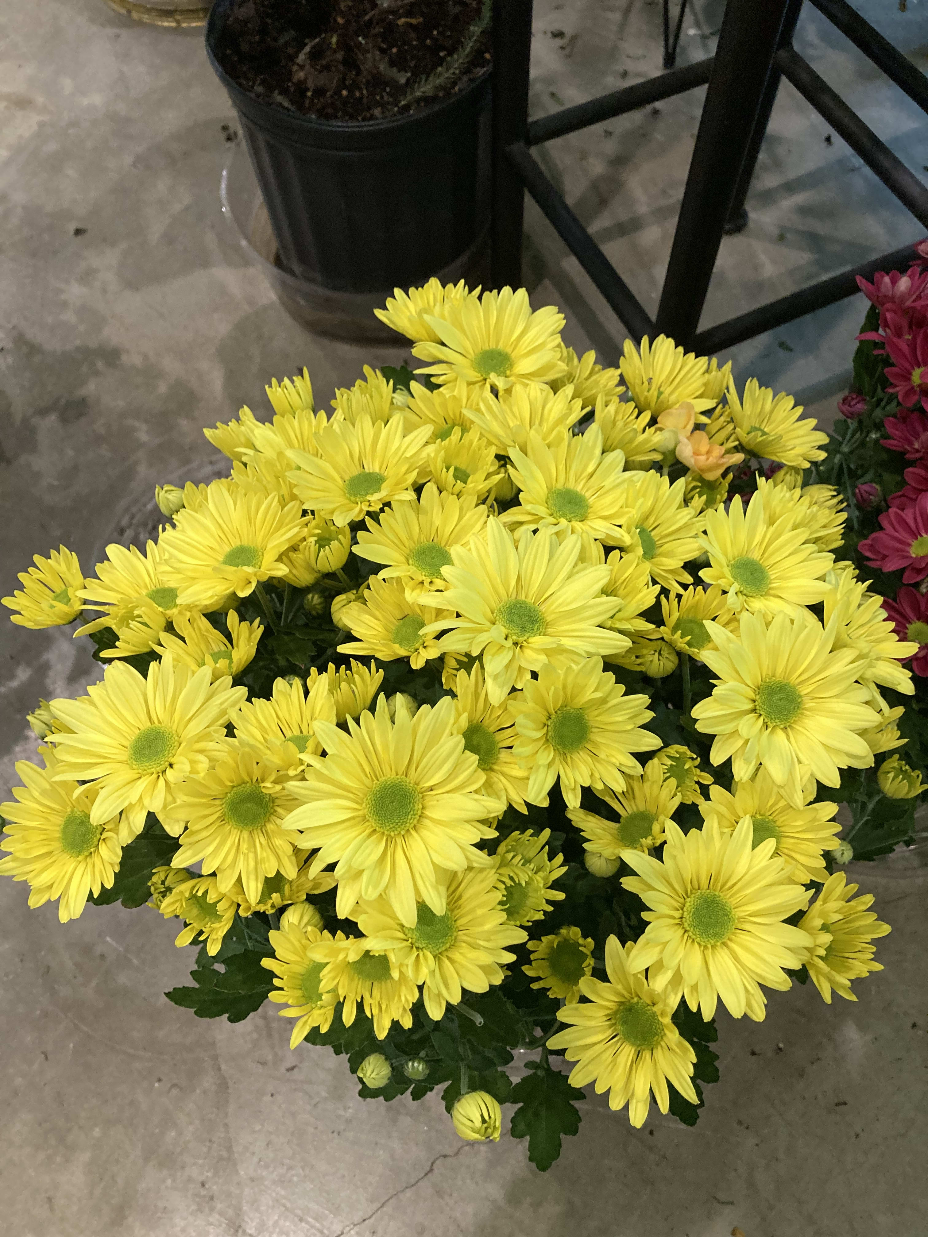 Daisy Mums - Summer color in a basket, adorned with ribbon. Color according to availability.