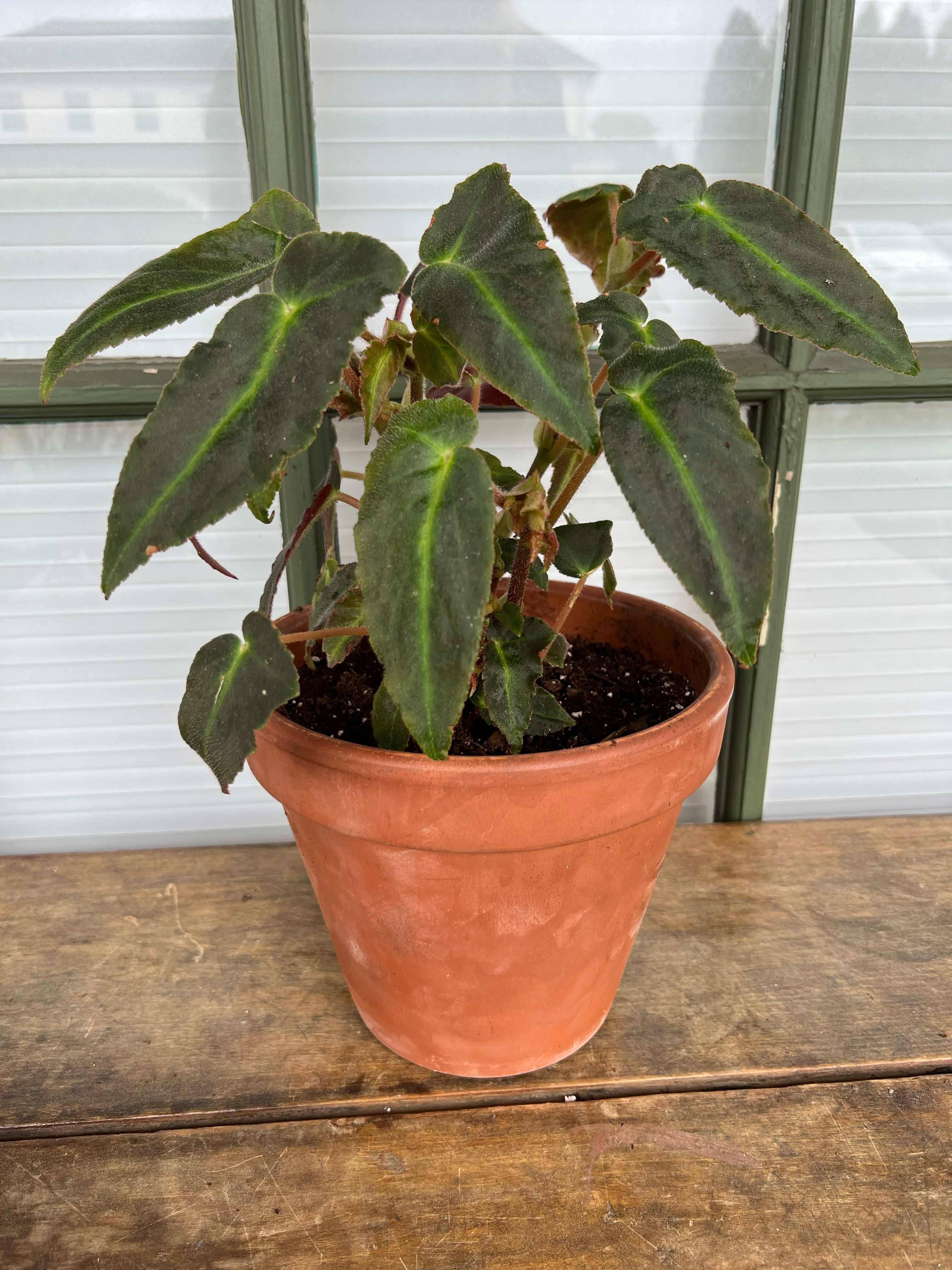 Begonia Listada by Topiary 219