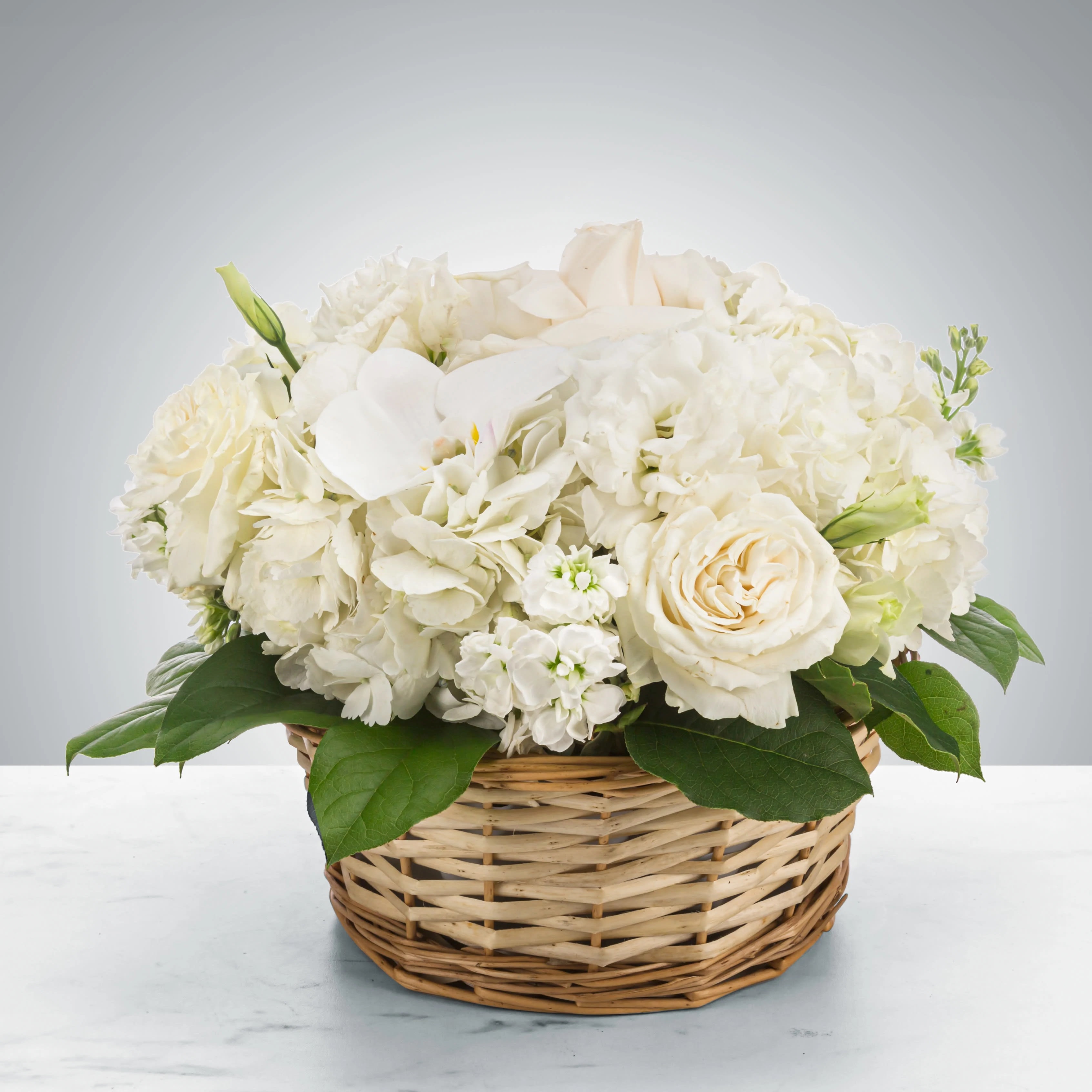 Lace - Send this all-white arrangement to the family's home to let them know you are thinking of them in their time of loss. Featuring white hydrangea, and white orchids this pure white arrangement is a classic sympathy arrangement.  Approximate Dimensions: 11&quot;D x 11&quot;H