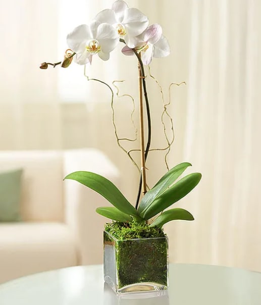 One Stem White Orchid - Symbolizing love, refinement, strength and rare beauty, our orchid arrives accented with river rocks and wired stems.