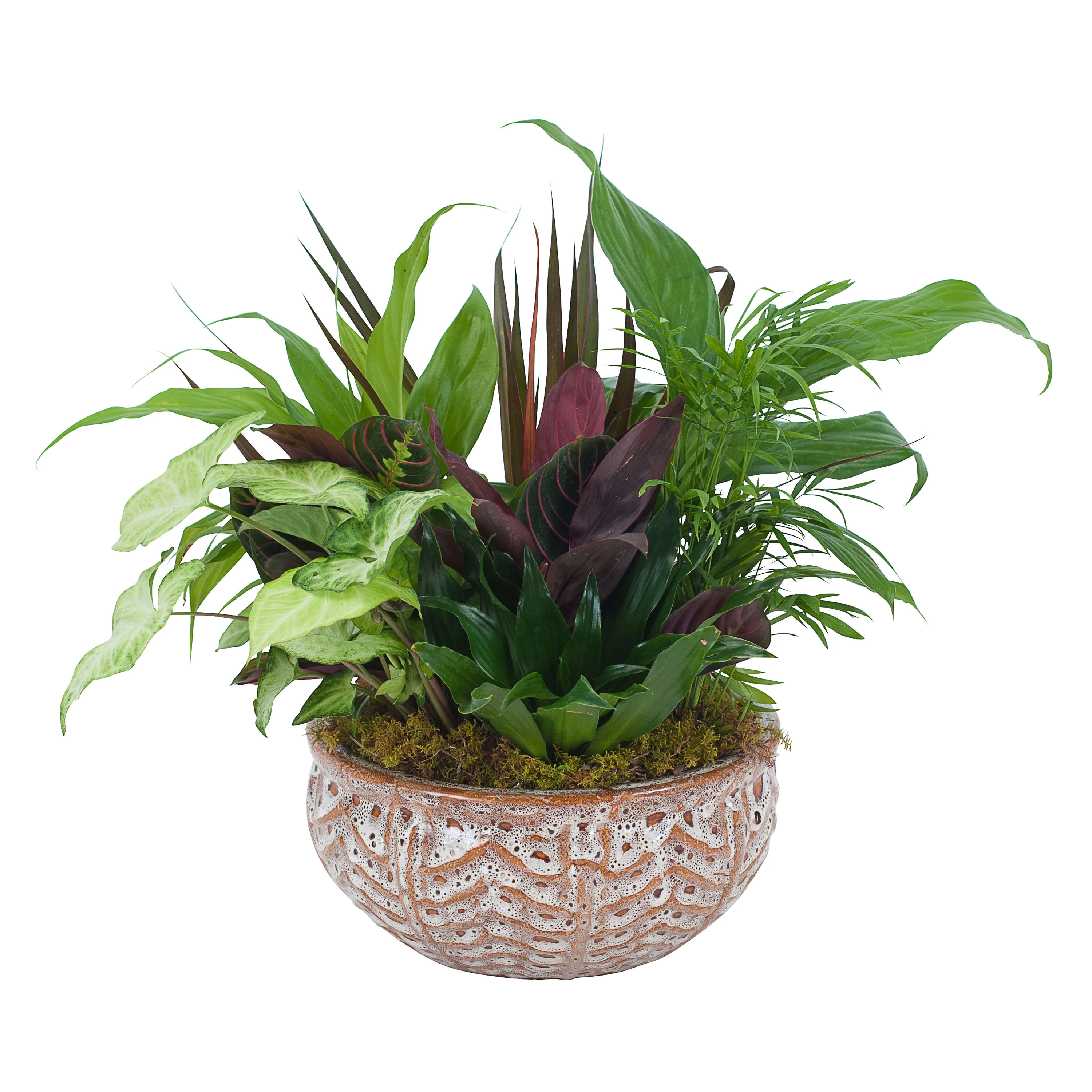 Dish Garden   - Classic dish garden in ceramic container. You can't go wrong with our beautiful, lush dish gardens. Brimming with a variety of green plants, this would be a great accent to a coffee table, desk or counter. Easy care too! The ceramic containers will vary in color and shape, but rest assured, all of our ceramic dishes are complimentary to all decors. Approx. 10H x 10W