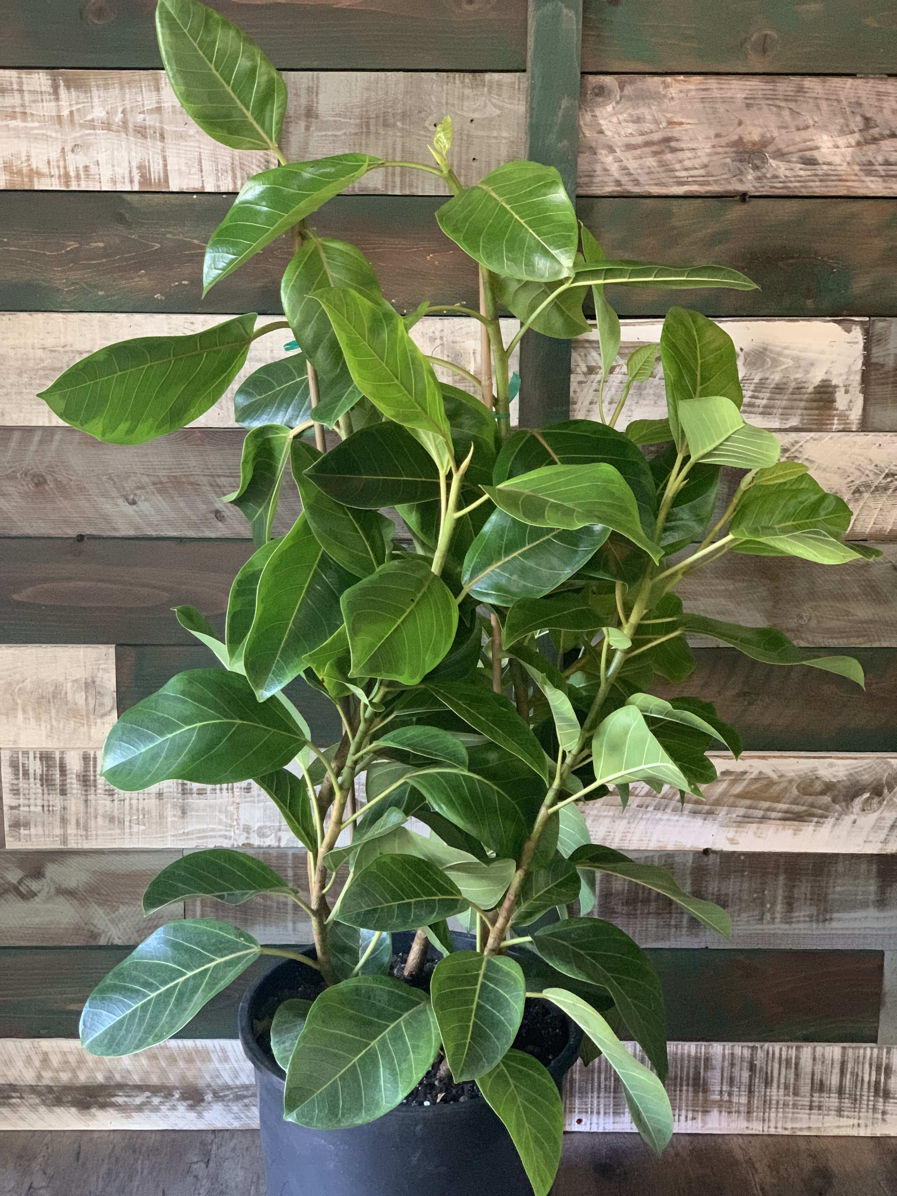 Ficus Lyrata “Little Sunshine” by 805 Flowers