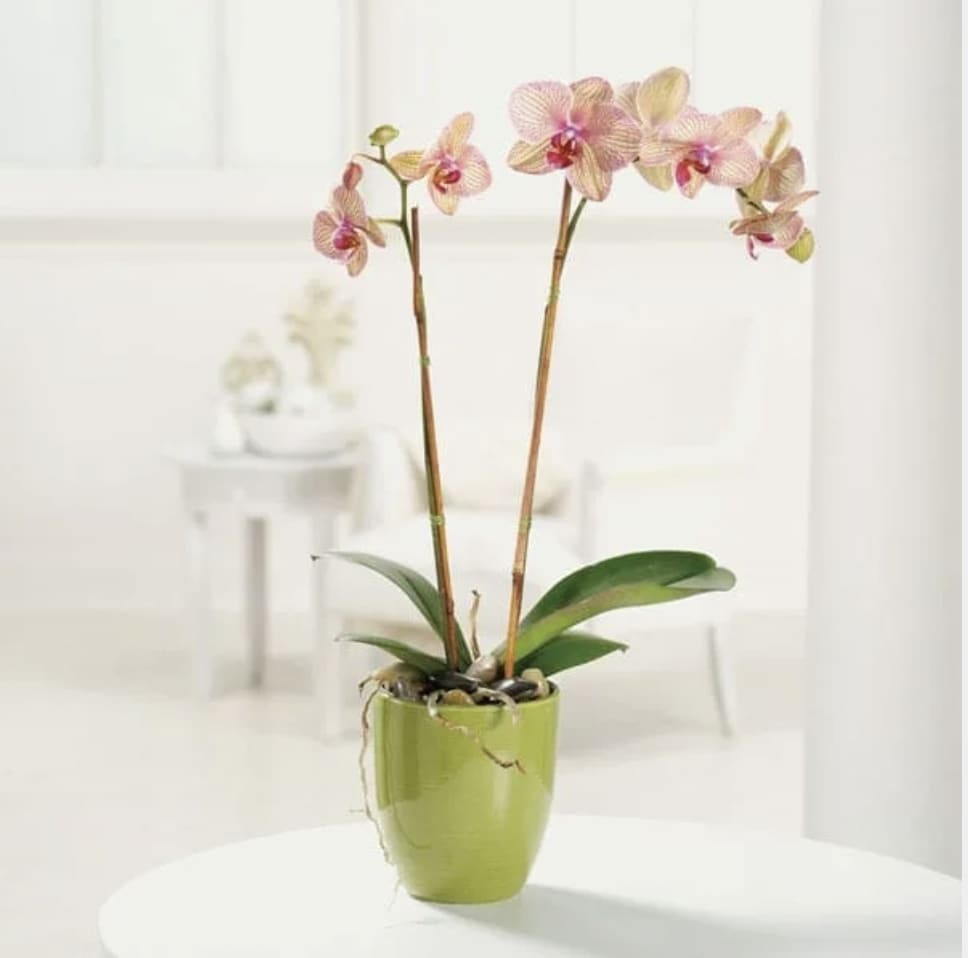 Phalaenopsis Orchid - Symbolizing love, refinement, strength and rare beauty, our Phaelaenopsis orchid arrives accented with river rocks and wired stems.