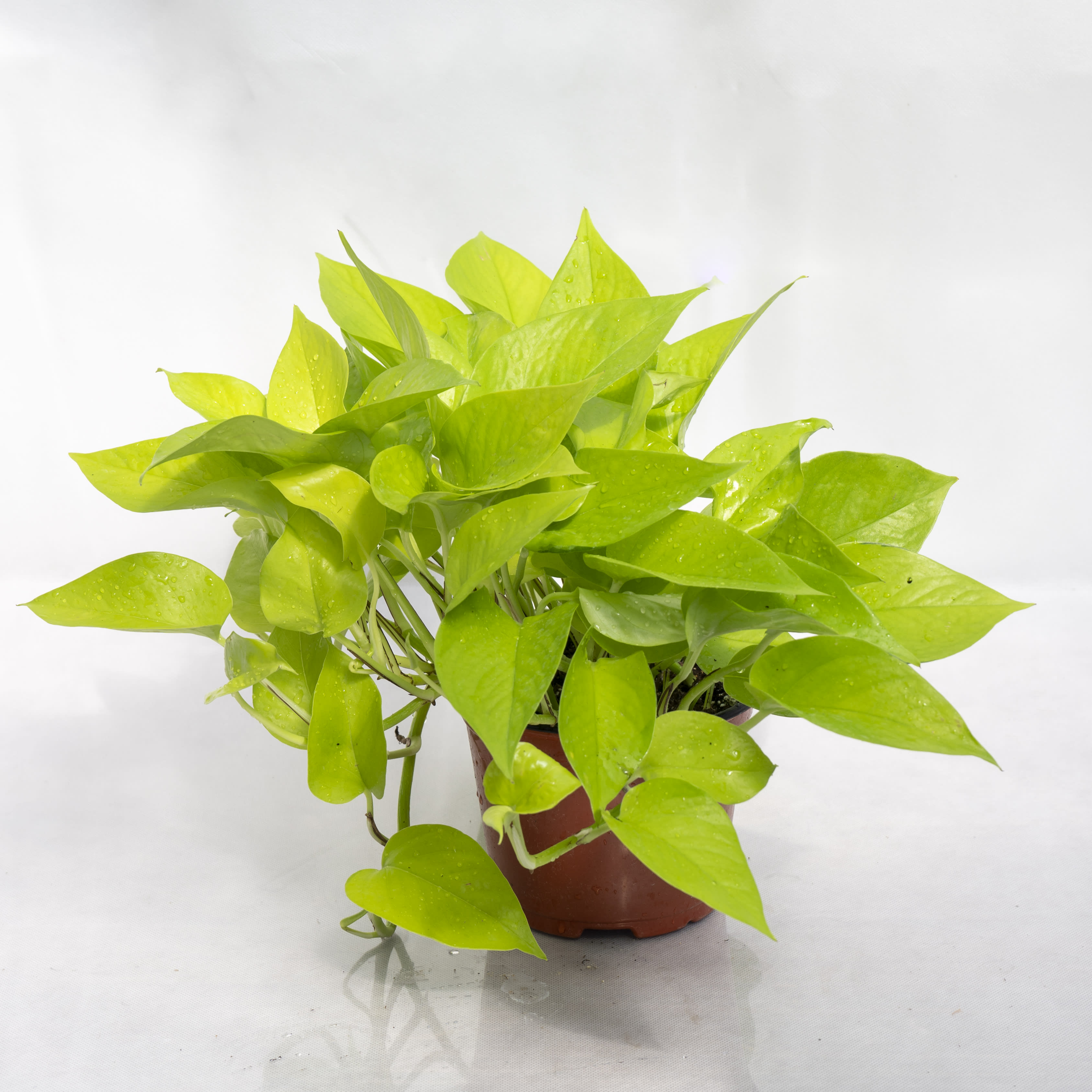 Philodendron Neon by Coleman Florist inc