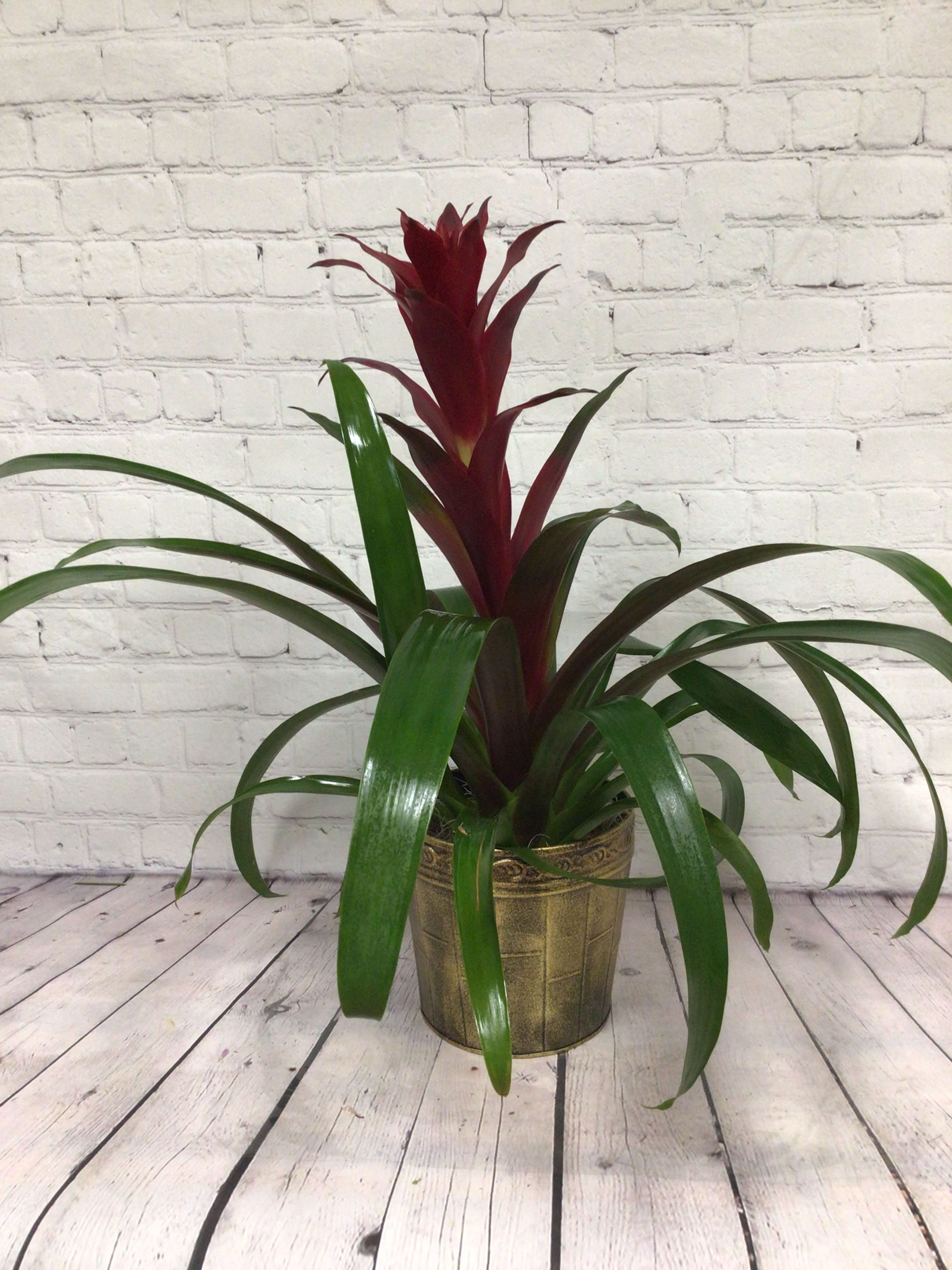 Bromeliad by Keepsakes Florist
