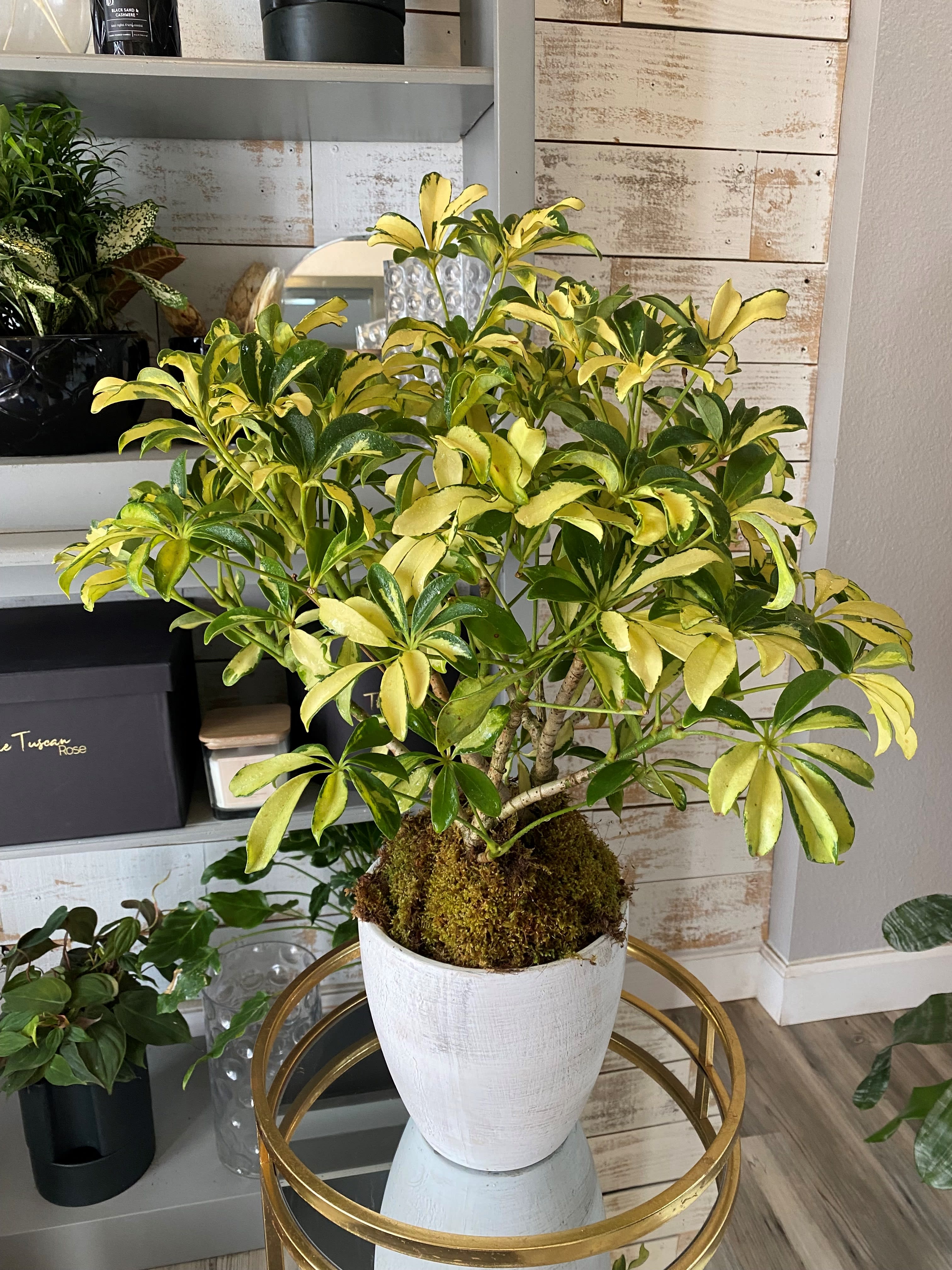 Variegated schefflera Plant by The Tuscan Rose Florist