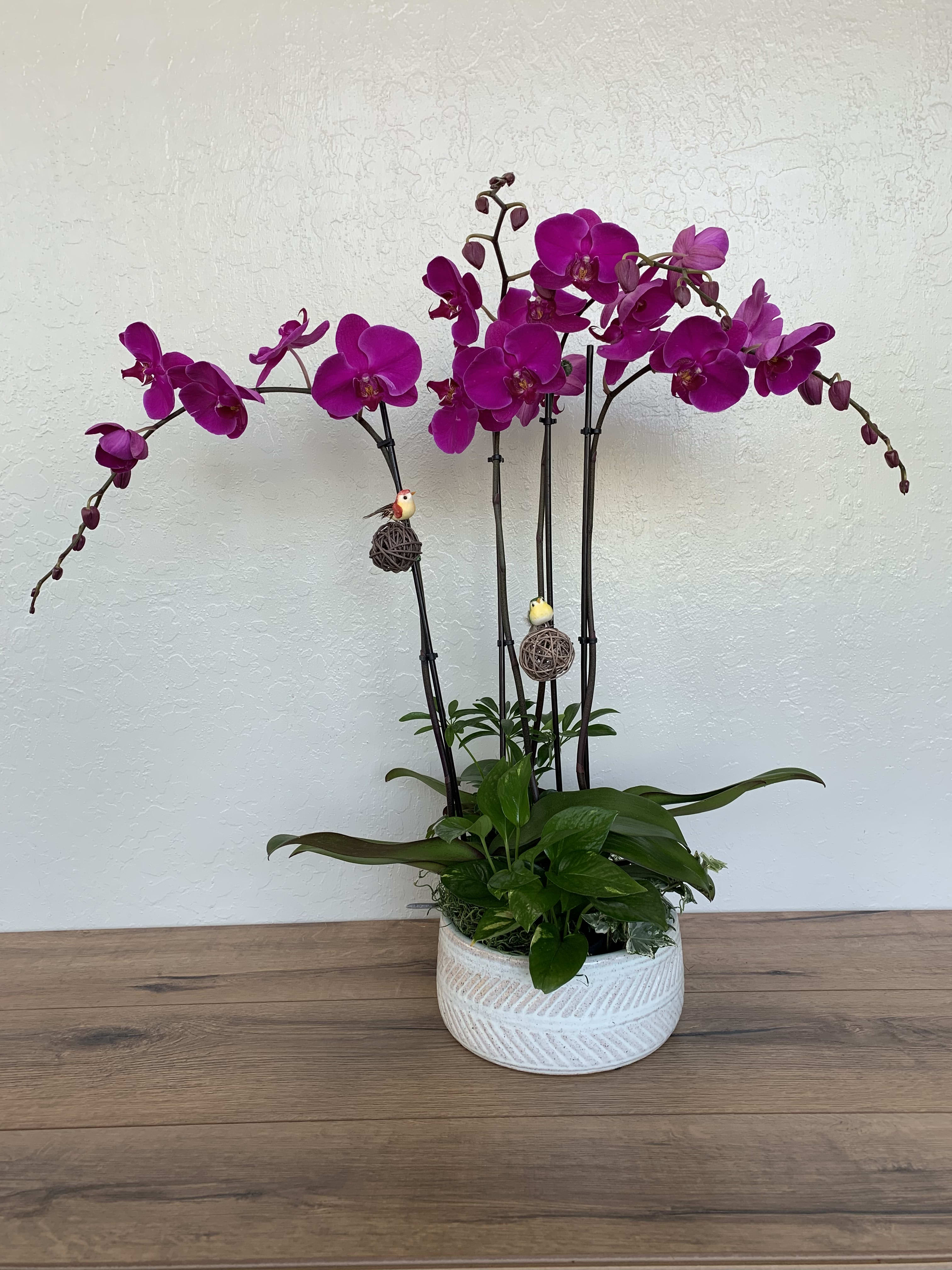 Purple Phalaenopsis Orchid Garden in San Jose, CA | La Floriya