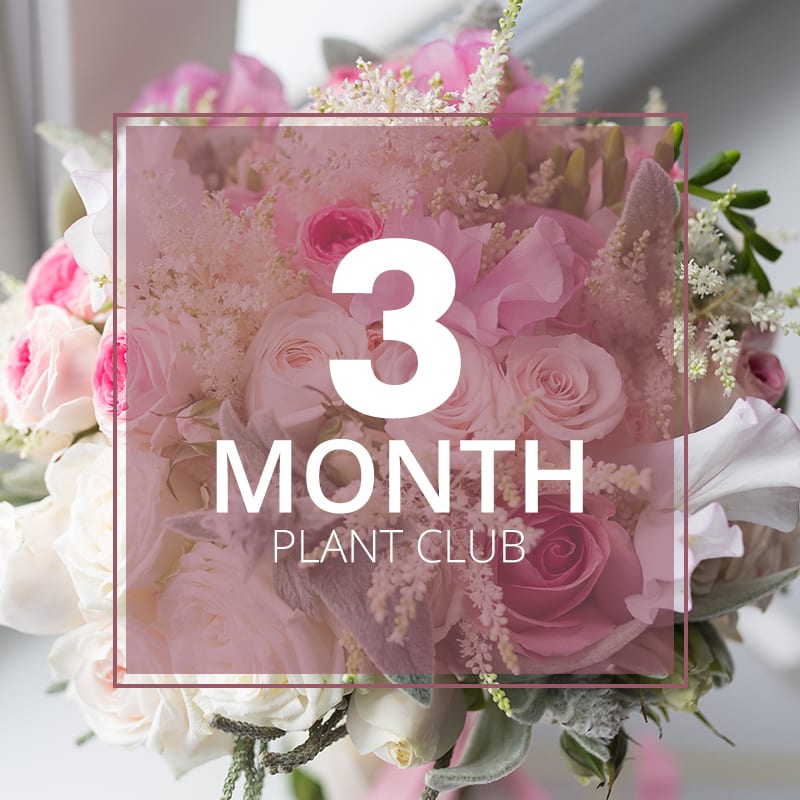 3 Month Plant Club - Perfect for gifts and plant lovers Valid for 3 months  Our signature gift size potted plant delivered monthly Personalized greeting at first delivery Deliveries on the 5th (or next business day) every month Complimentary delivery
