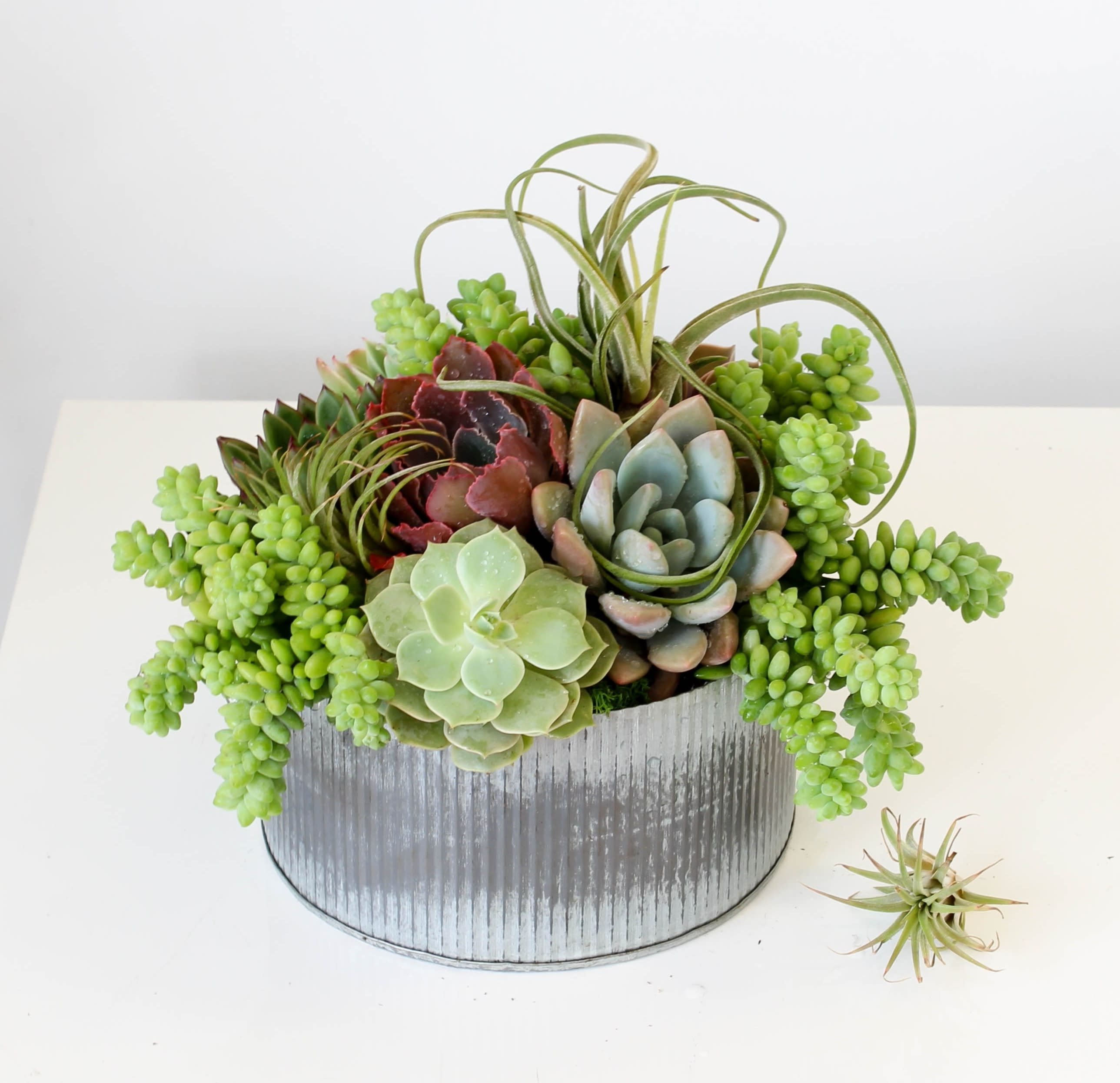 - Succulent Sanctuary: Find Serenity In Nature's Miniatures
