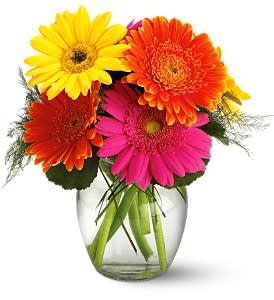 Fiesta Gerbera Vase [TF-WEB3] - Celebrate life's most cherished moments with this colorful collection of vibrant, happy gerbera. They're the perfect gift for any occasion you want to recognize.  Multi-colored gerbera and the most simple of foliages are delivered in a clear glass vase.  Approximately 9&quot; W x 10&quot; H  Orientation: All-Around      As Shown : TF-WEB3  