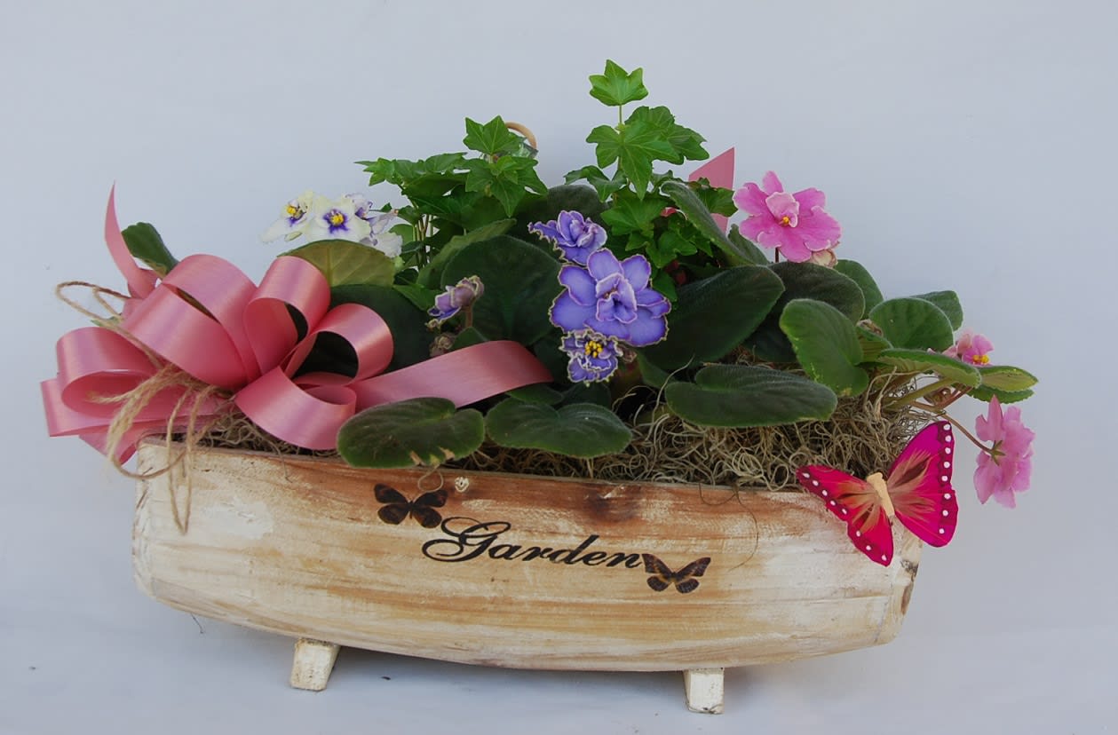 African Violet Garden  - Mixed of African Violet and Ivy Plant In A Wooden Box.