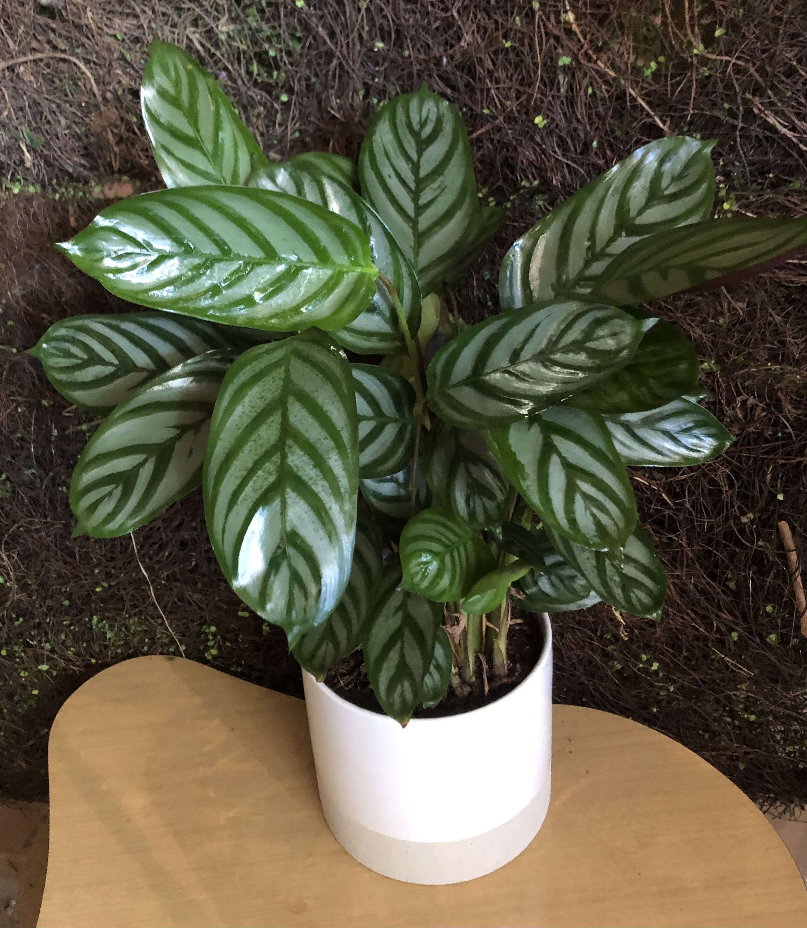 Queen  silver #SD6 - House Plant Called Silver Queen leaf plant in ceramic Low Maintenance Easy to take care of  But beautiful