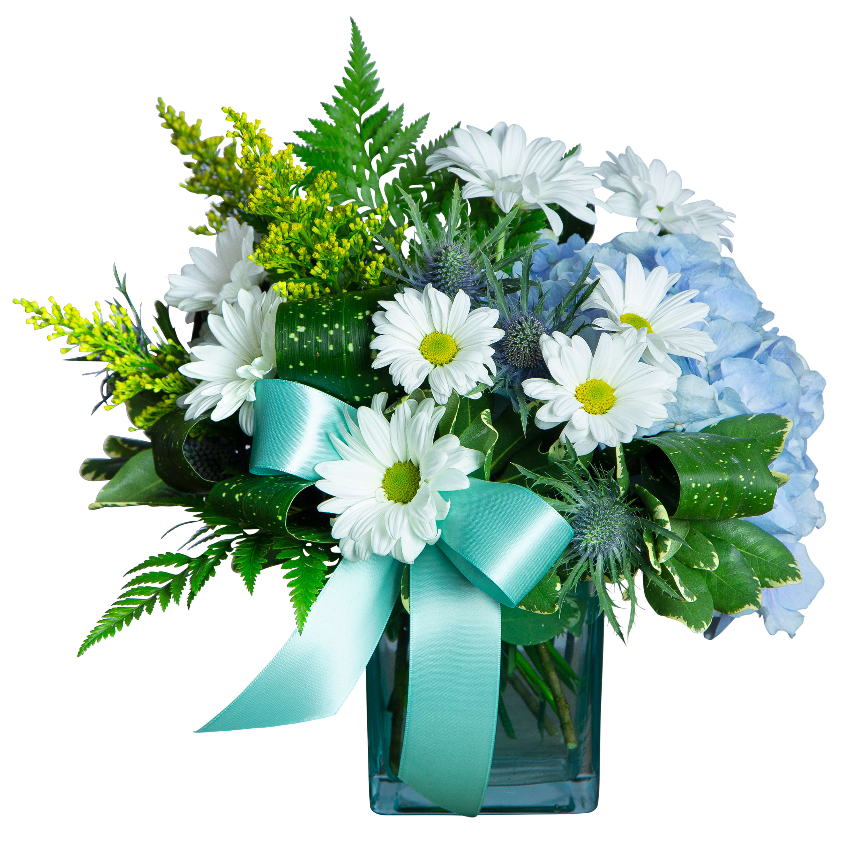 Daisy Baby TMF1421S in Glendale, AZ The Tulip Tree, Inc.