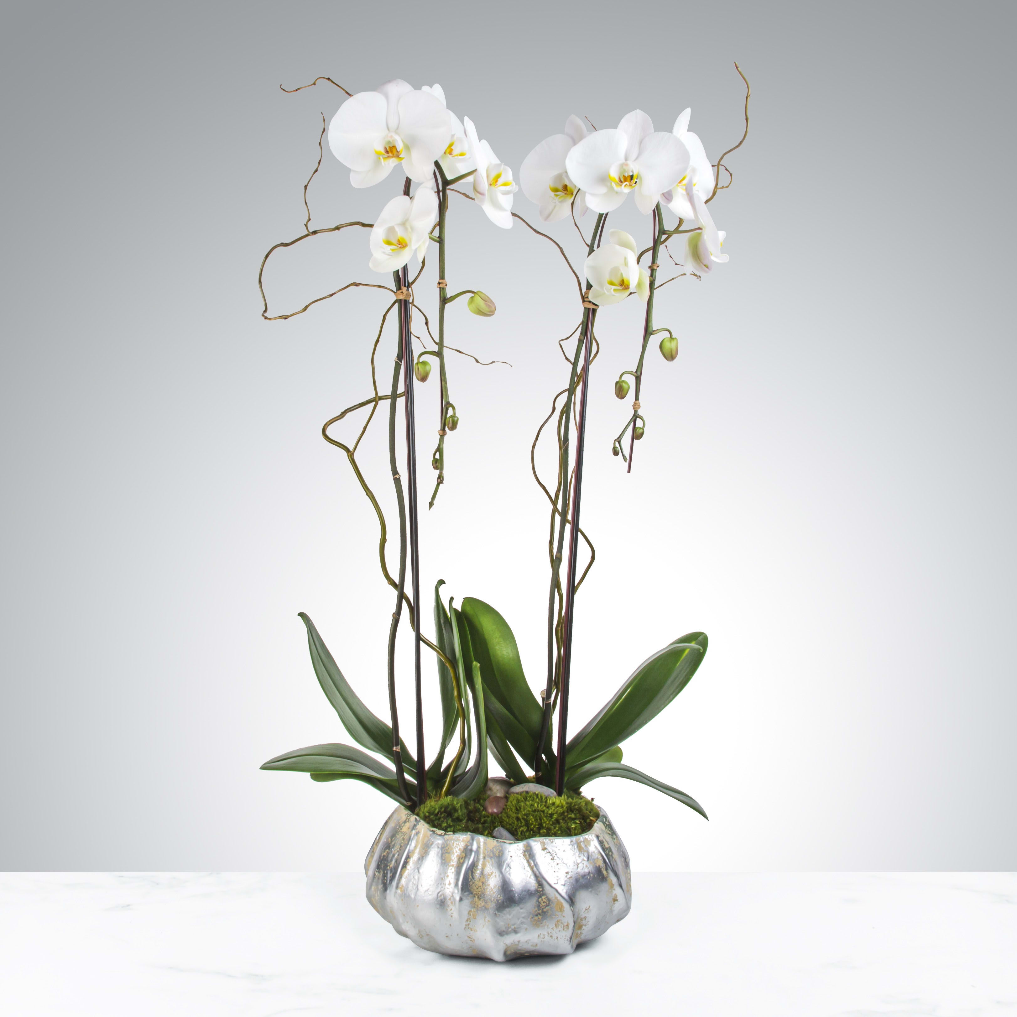 Two Stem Orchid Planter by BloomNation™ - Two stems of phalaenopsis orchids in a silver pot. A gift that is sure to impress in any situation.  APPROXIMATE DIMENSIONS: 12&quot; W x 32&quot; H