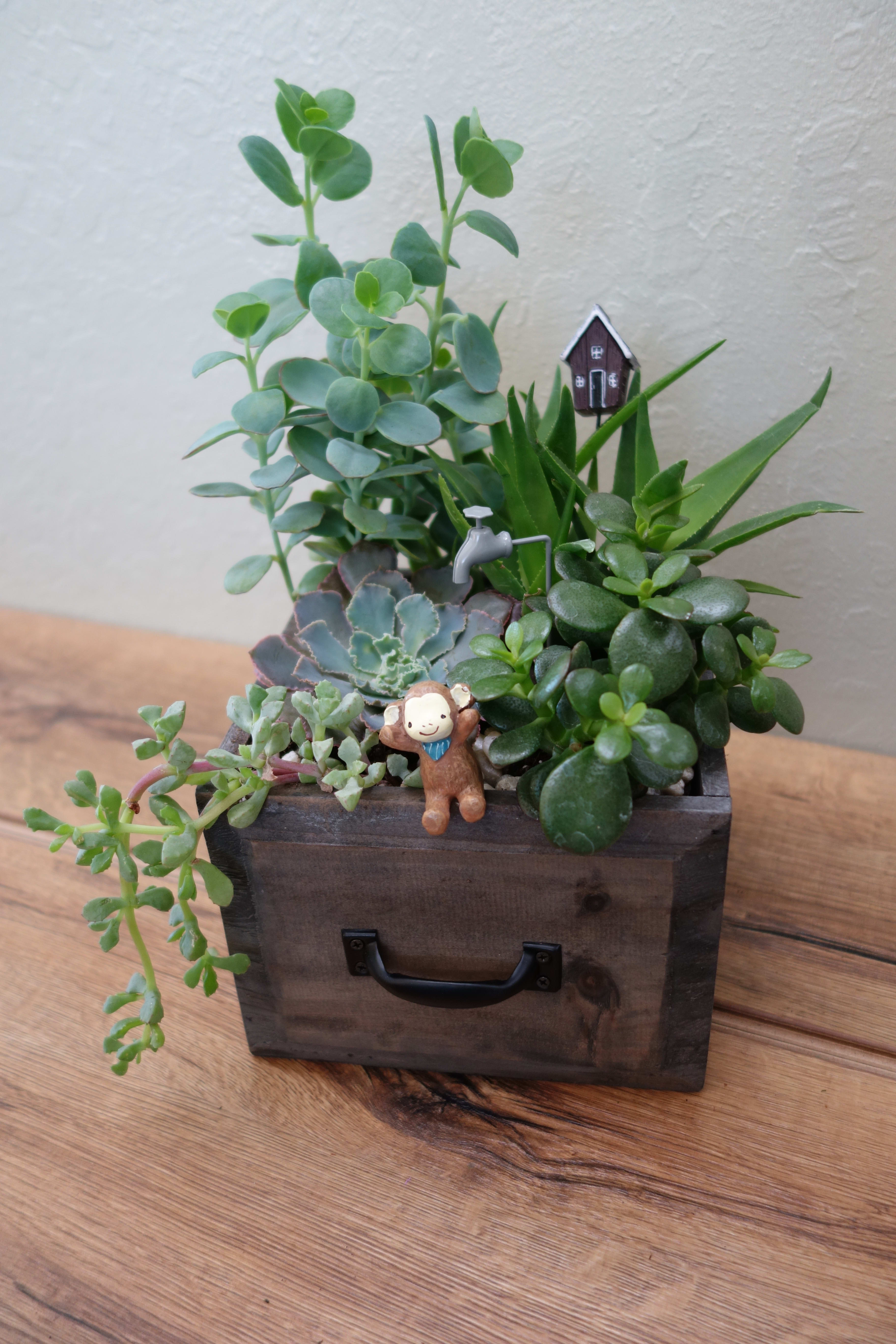 Medium Mixed Succulent Drawer - A medium drawer full of mixed succulents ready to be brought home. Succulents and decorations may vary depending on availability.  Square drawer size: 7'' wide