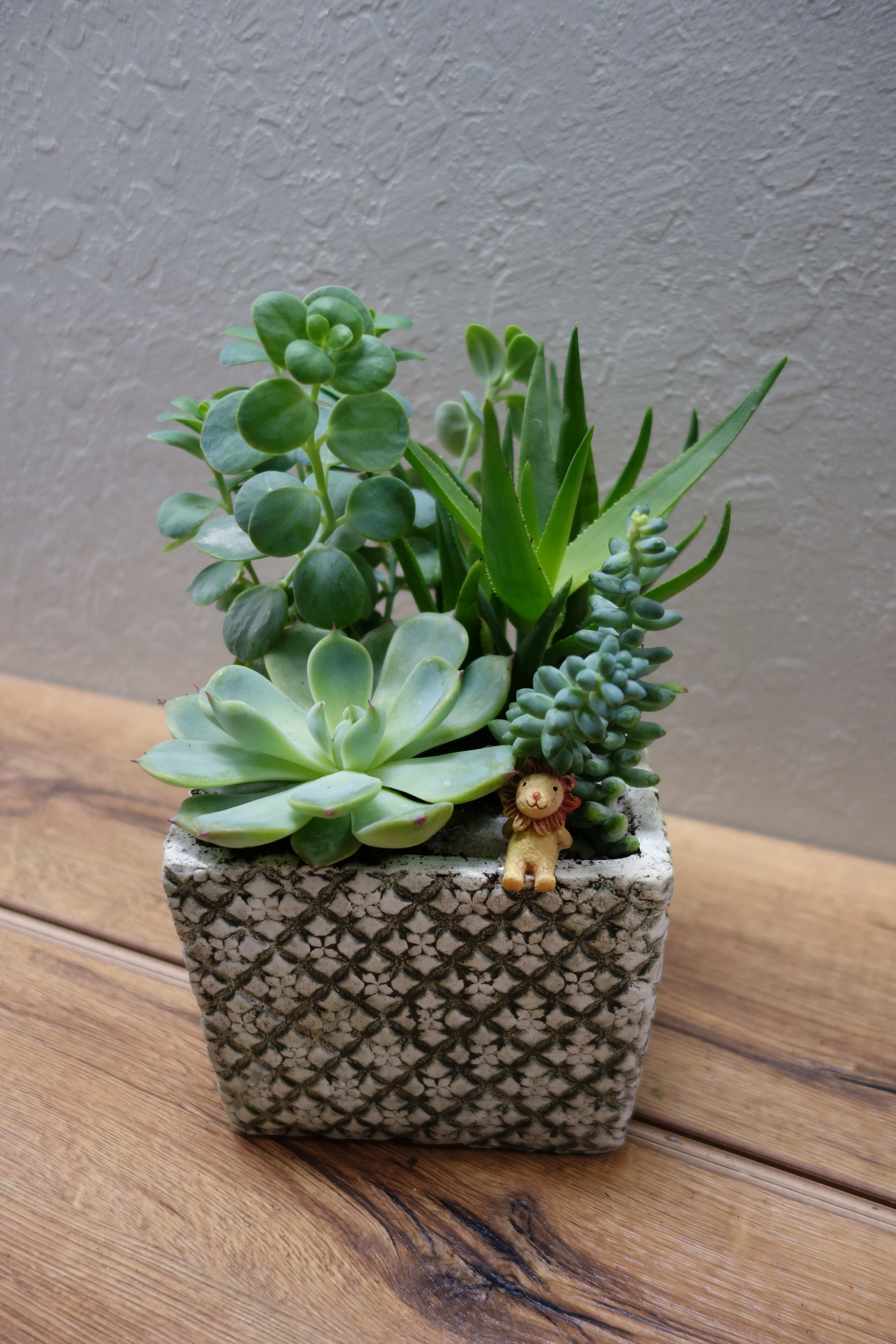 Verdant Succulent Planter - Mixed succulents potted in a verdant planter to add greenery to any living space! Succulents and decorations may vary depending on availability.  Planter size: 5.5''