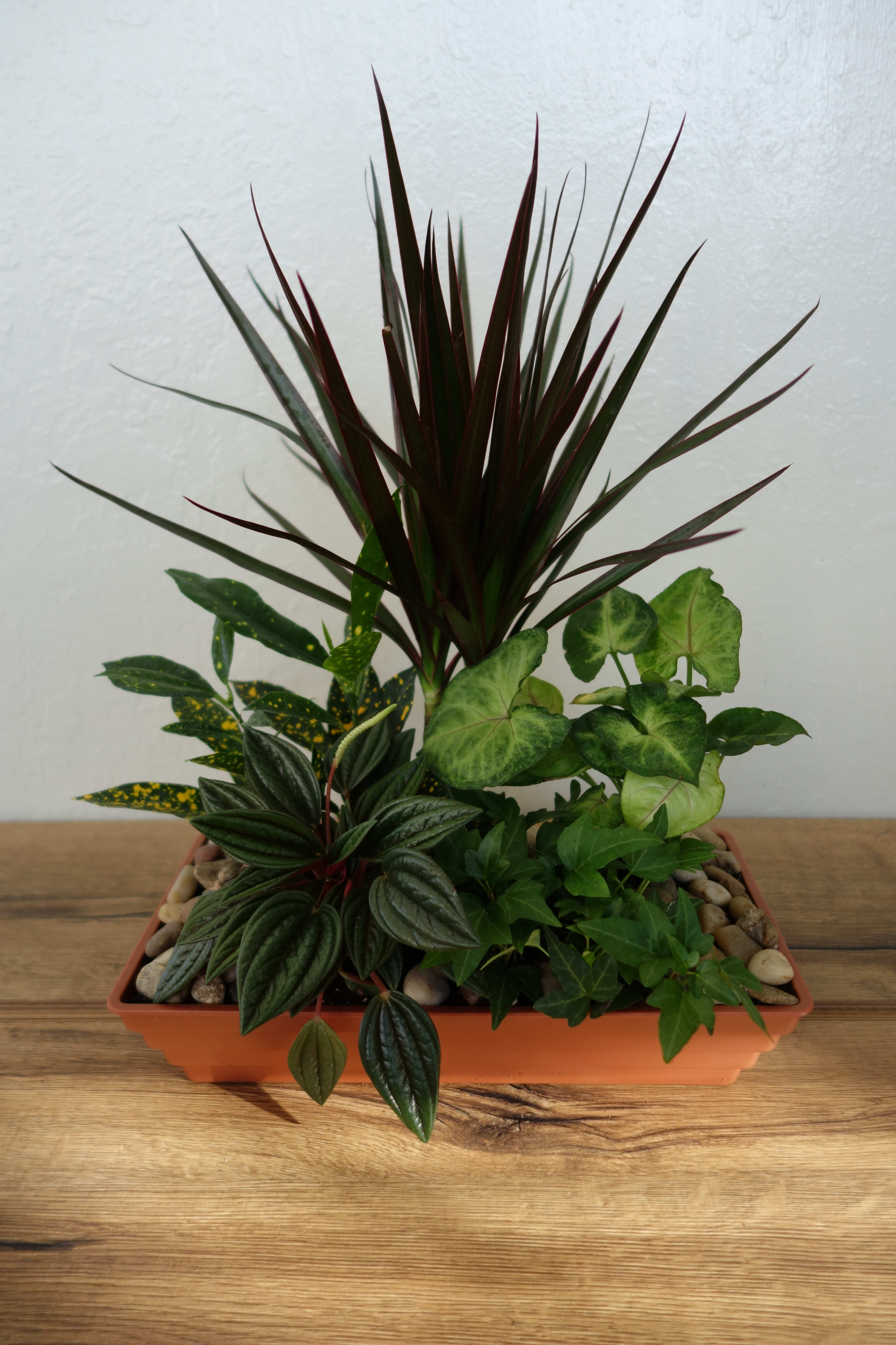 Green Plant Garden Green Plant Garden - A variety of plants in a garden-style arrangement. Plant variety may vary depending on store availability. Approx. size: 12'' W x 16'' H