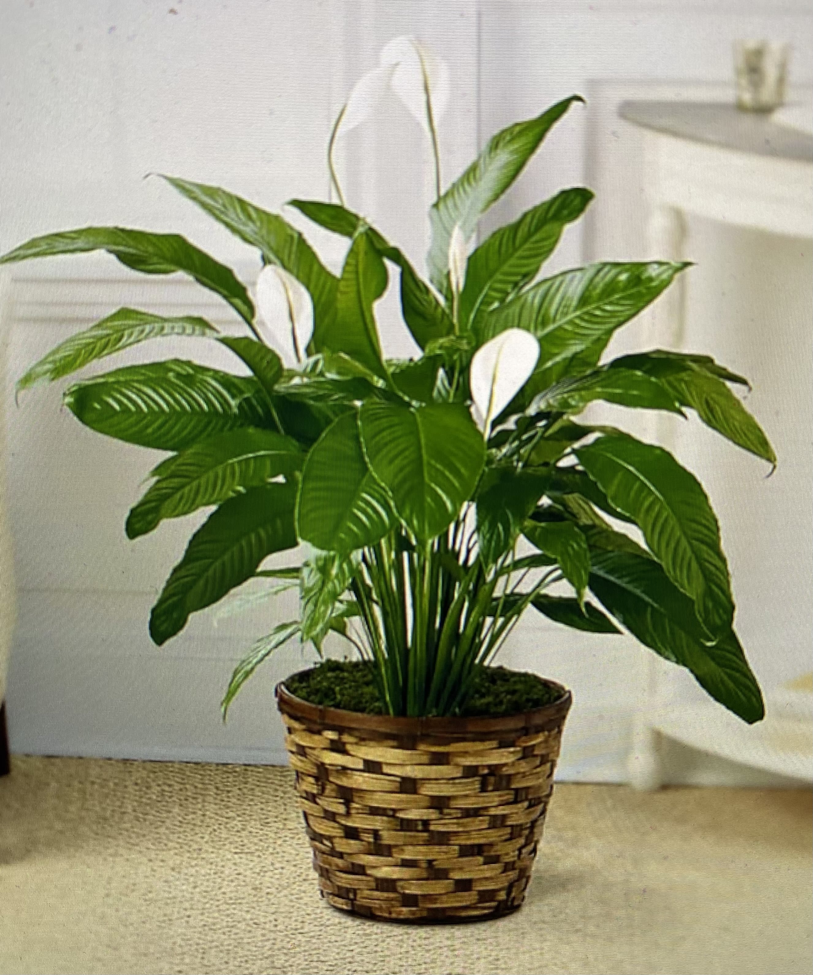 Peace Lily - Peace Lily