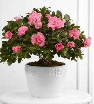  Vibrant Sympathy™ Planter - Vibrant Sympathy™ Planter is an elegantly beautiful way to send your condolences for their loss. A sweet 6-inch azalea plant displays its blushing pink blooms, while seated in a designer white ceramic container, to bring warmth and comfort to your special recipient during their time of need. Your purchase includes a complimentary personalized gift message.