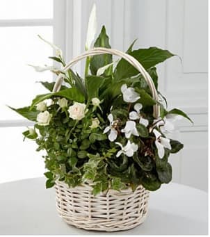 Perfect Peace Dish Garden  - The Perfect Peace Dish Garden is a gorgeous way to send your sympathy and condolences for their loss. Blooming and vibrant, this dish garden is created from a collection of our finest plants, including a white mini rose, a peace lily, a white cyclamen and variegated ivy. Brought together in a white-wash woven basket, these lush plants create a beautiful tribute to a life well-lived. Your purchase includes a complimentary personalized gift message.