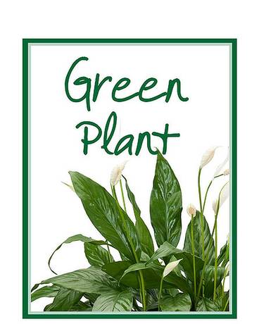 Green Plant Deal of the - TMF-GP in Saint Paul, MN | & Chenoweth