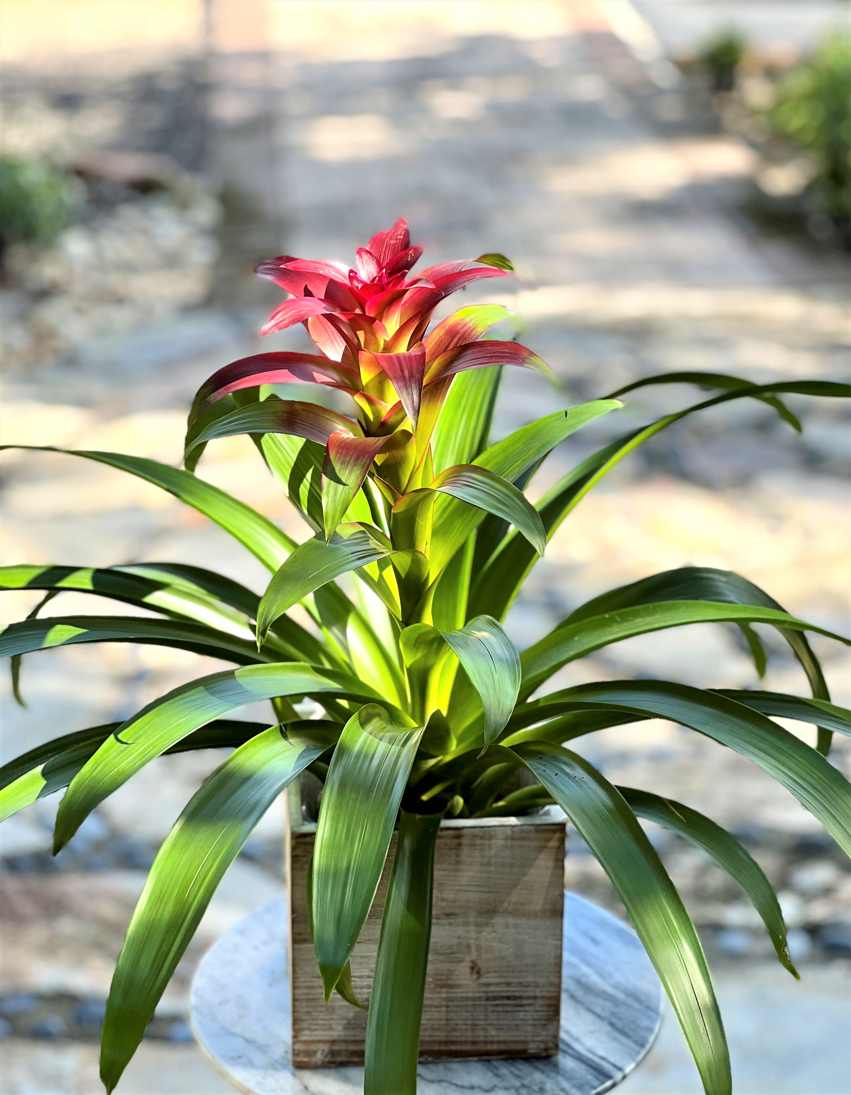 Bromeliad Guzmania in Cooper City, FL De La Flor Florist & Gardens