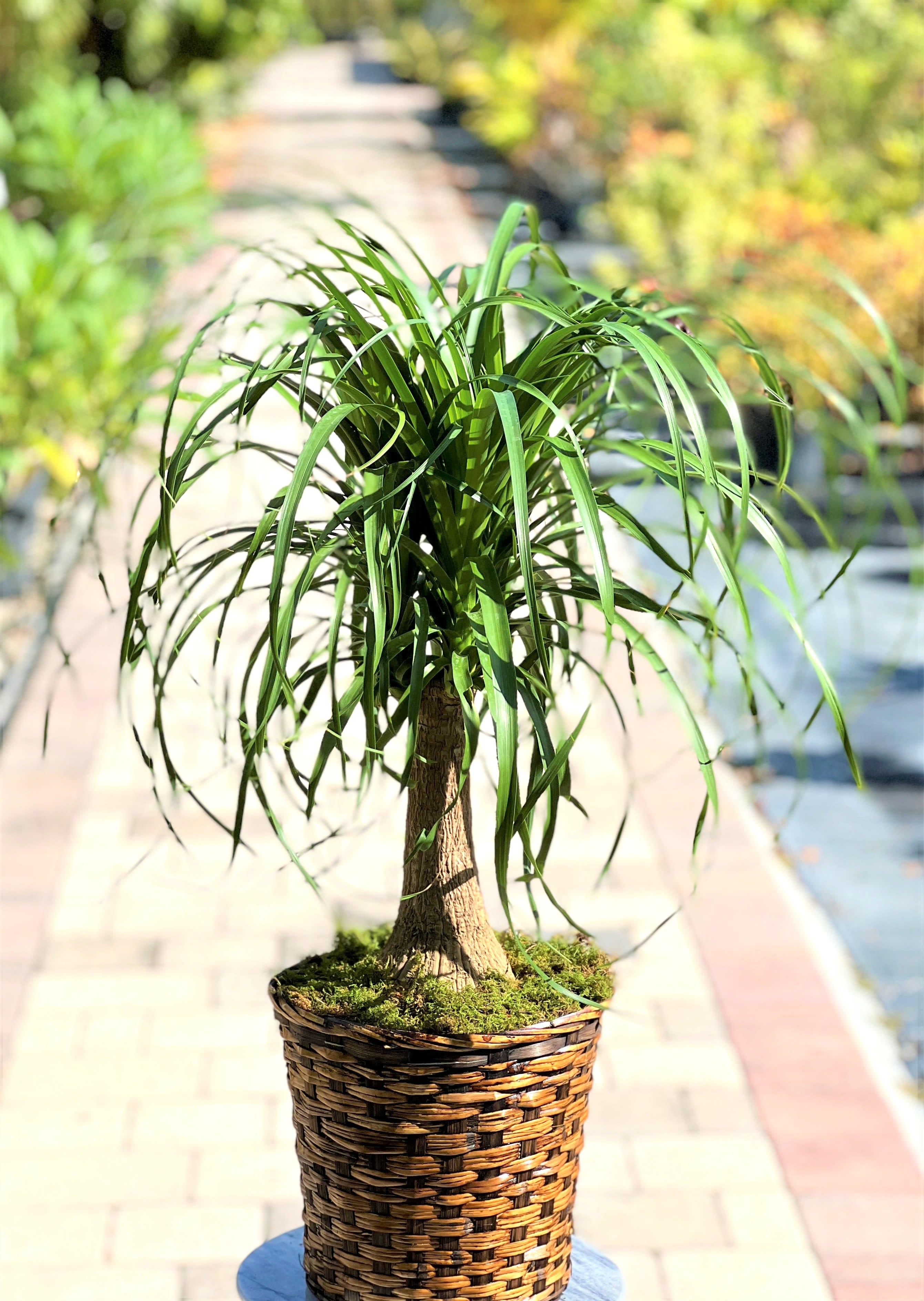 Large Ponytail Palm in Cooper City, FL De La Flor Florist & Gardens