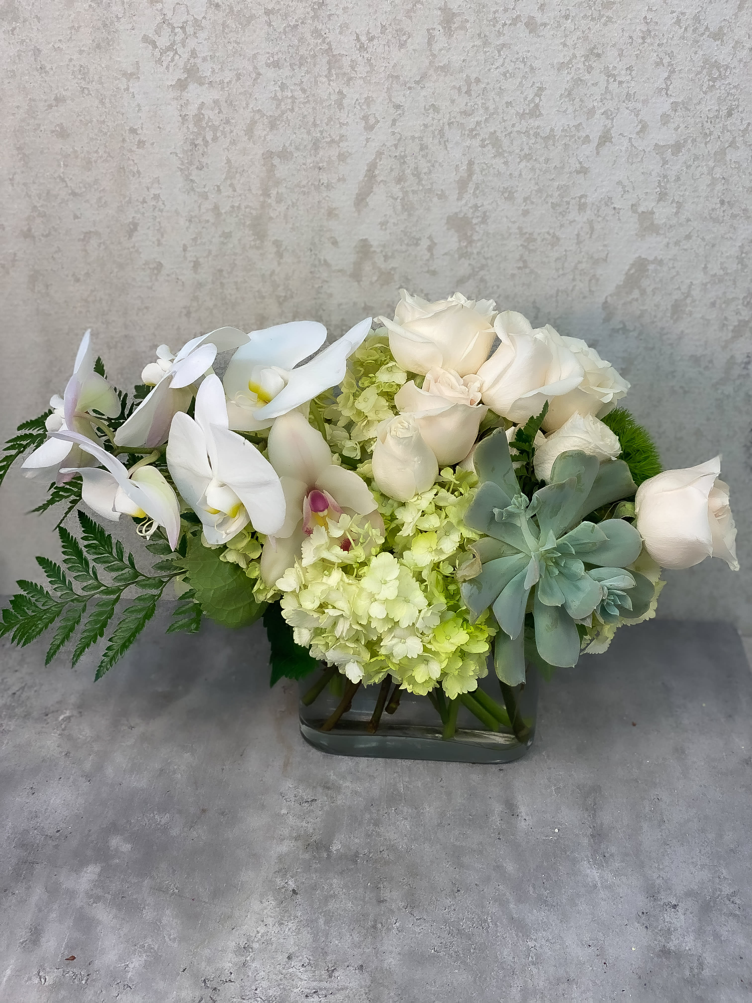 Premium Orchids Suculenta MP - Standard - Your order will be arranged approximately as shown on our website   