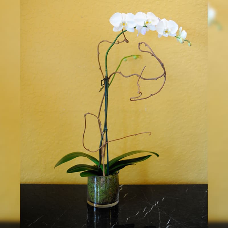 Phalaenopsis Orchid Plant  - Phalaenopsis Orchid Plant in contemporary glass cylinder always stunning.