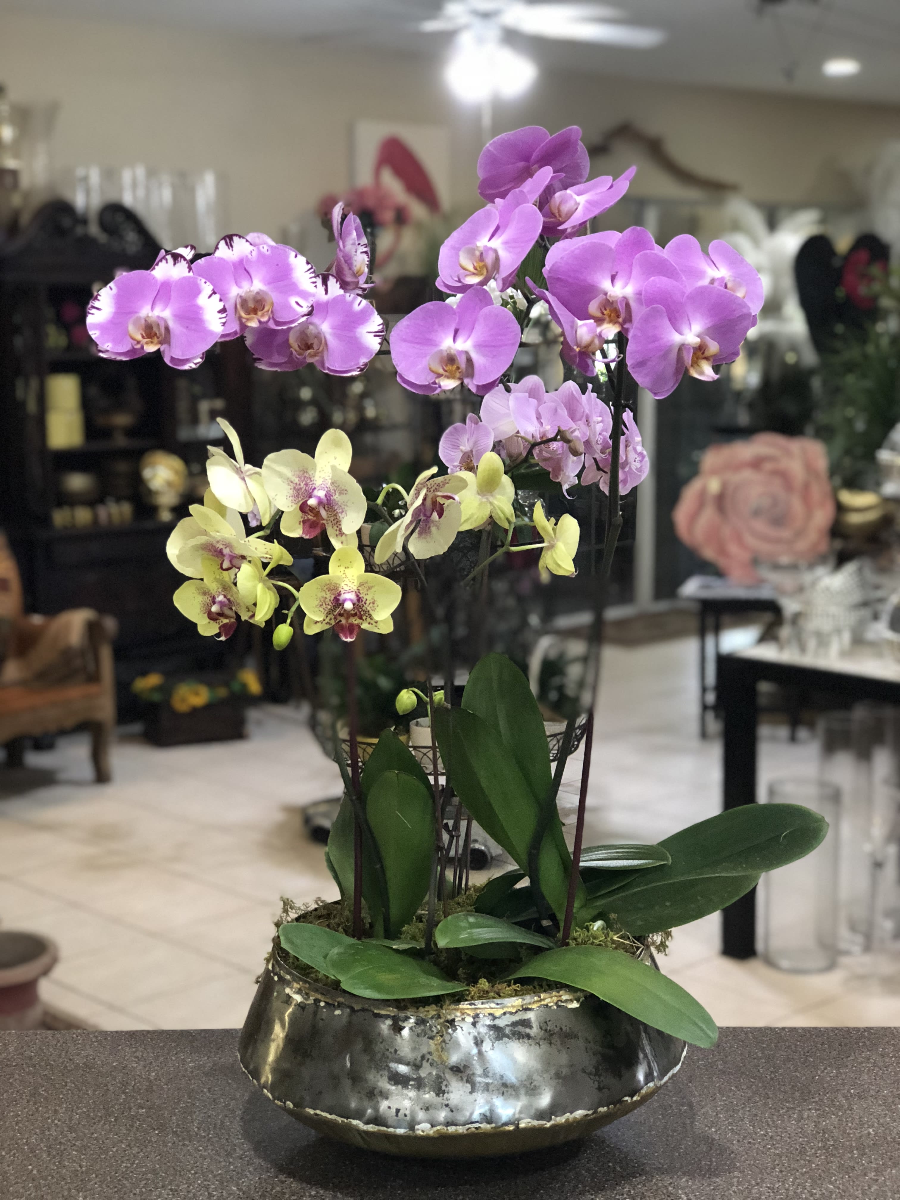 Exquisite Orchid Planter - This stunning display of four orchid plants is the perfect gift for any occasion! Orchid Color and Container may vary based on availability.