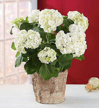 Winter White Hydrangea Winter White Hydrangea - Winter White Hydrangea plant arrives budding and ready to bloom and features lush white flowering blooms and emerald green leaves, its elegant beauty is sure to delight.